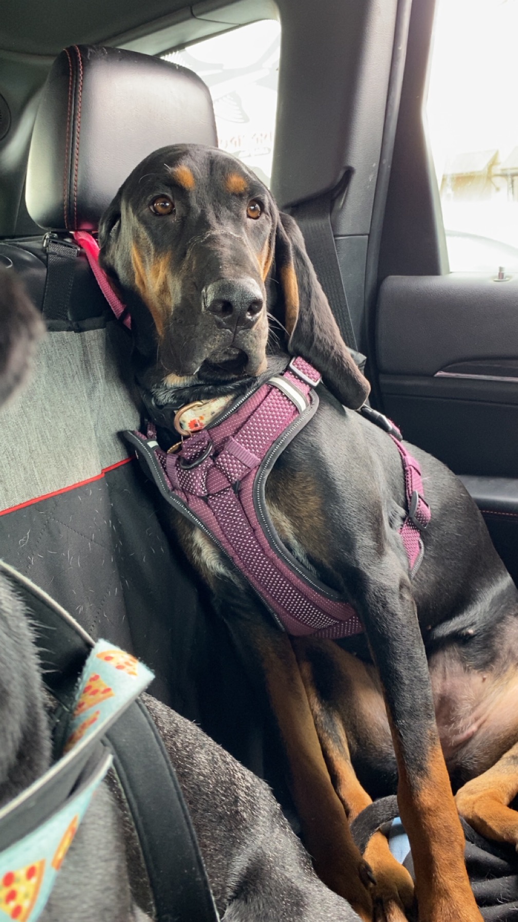Help Millie Moose Run Again: Support Her Surgery campaign photo, 5 of 8