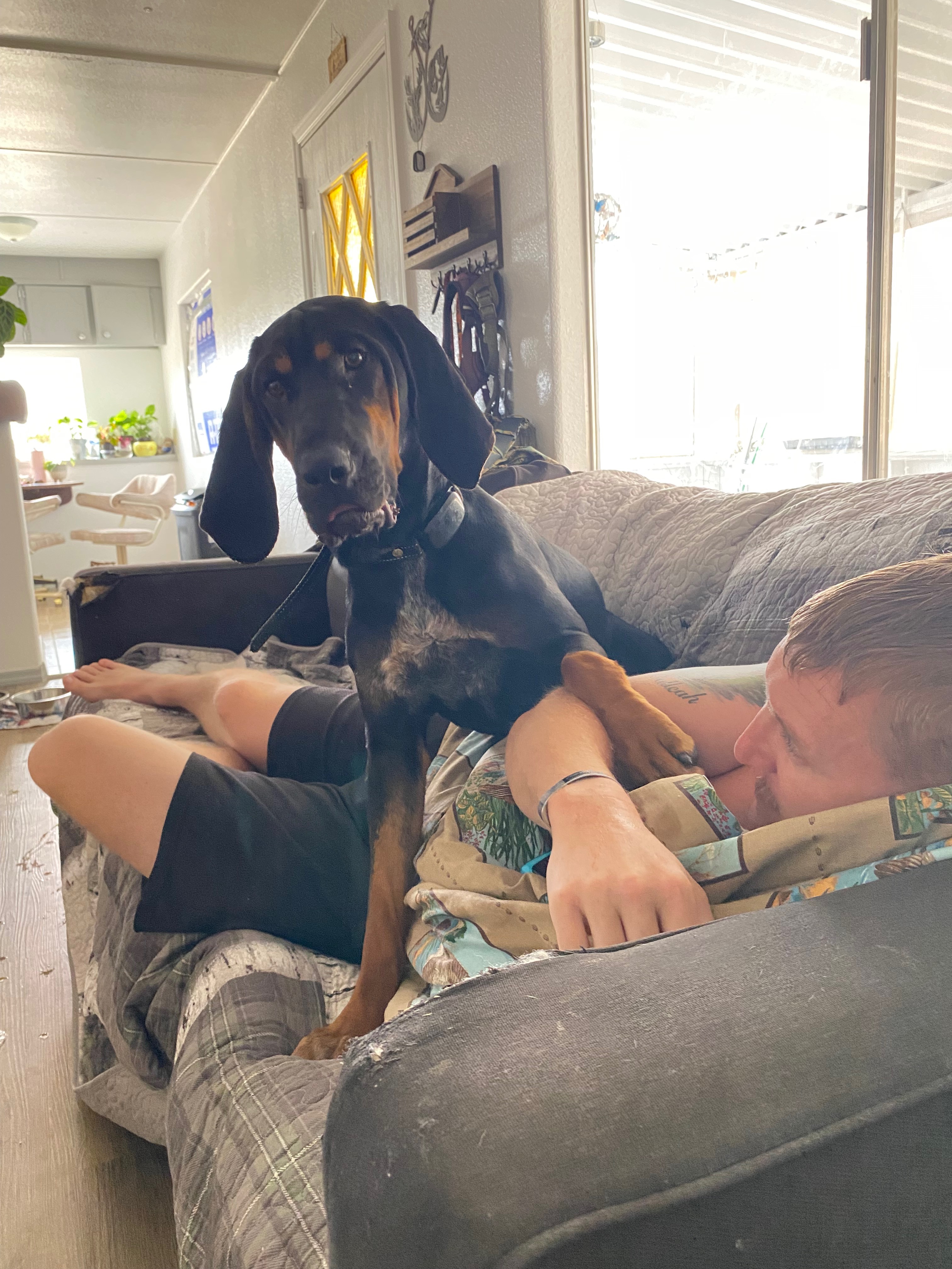 Help Millie Moose Run Again: Support Her Surgery campaign photo, 6 of 8