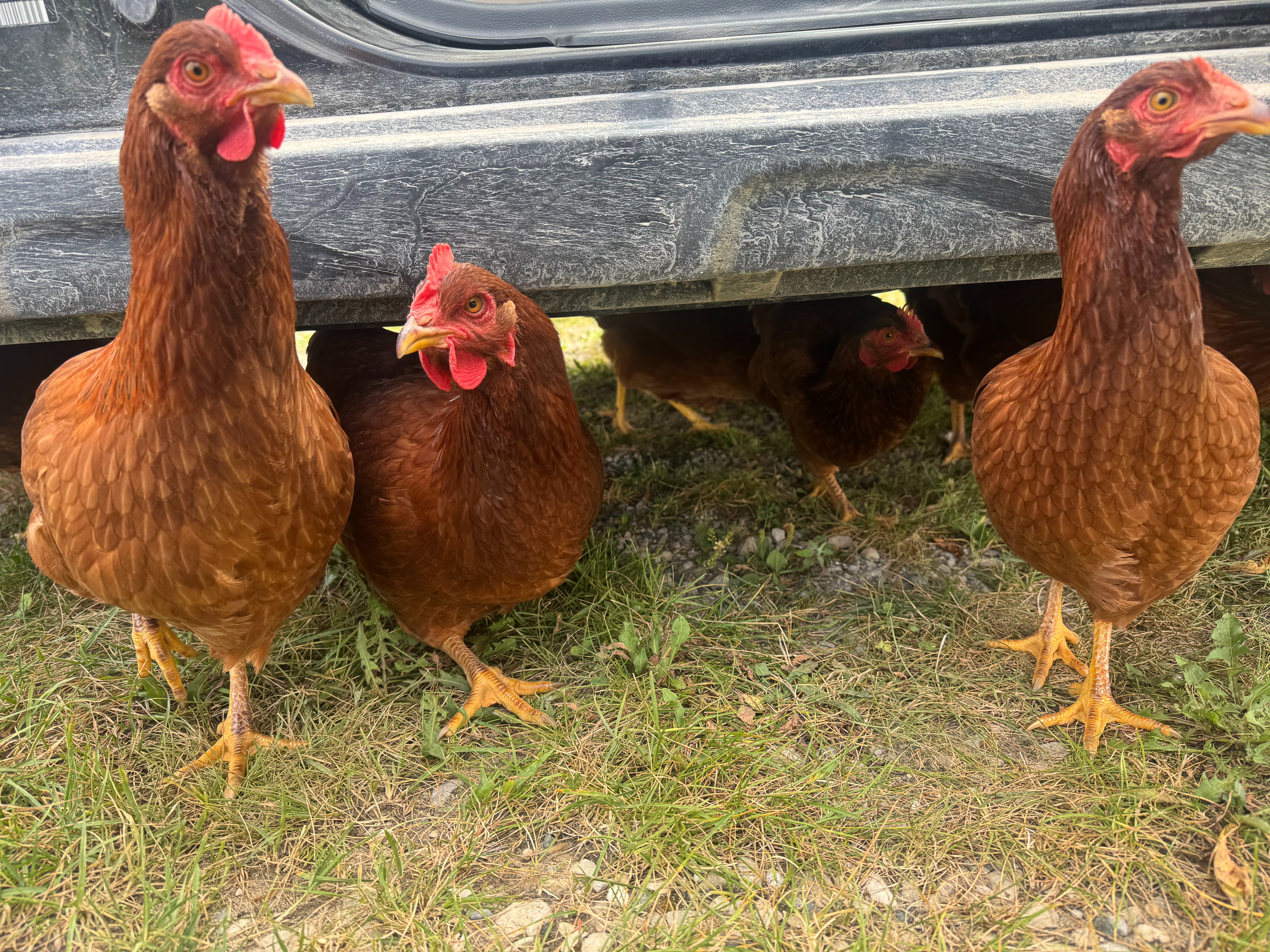 User-uploaded image 1