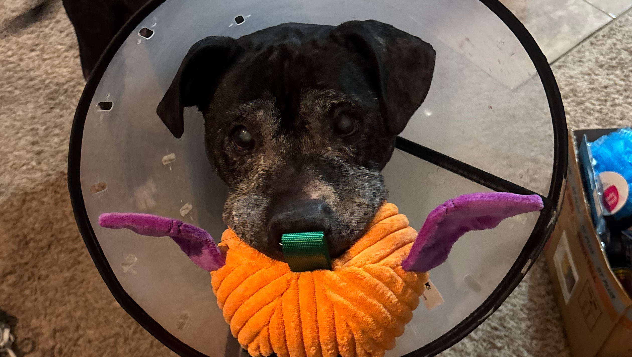 Support Tyson's Tumor Removal Surgery photo