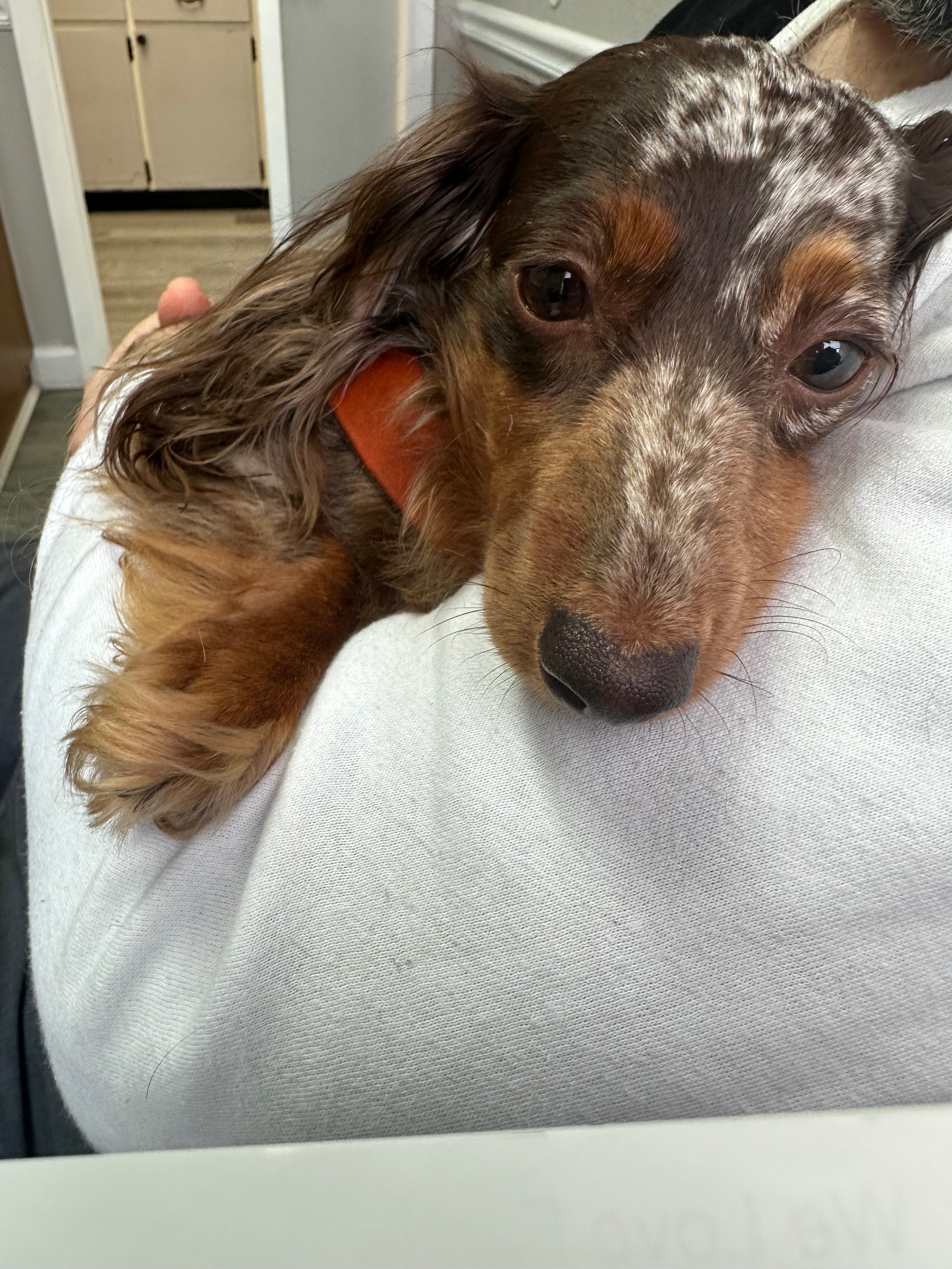 Donate to Save Kiki from IVDD Pain campaign photo, 2 of 8