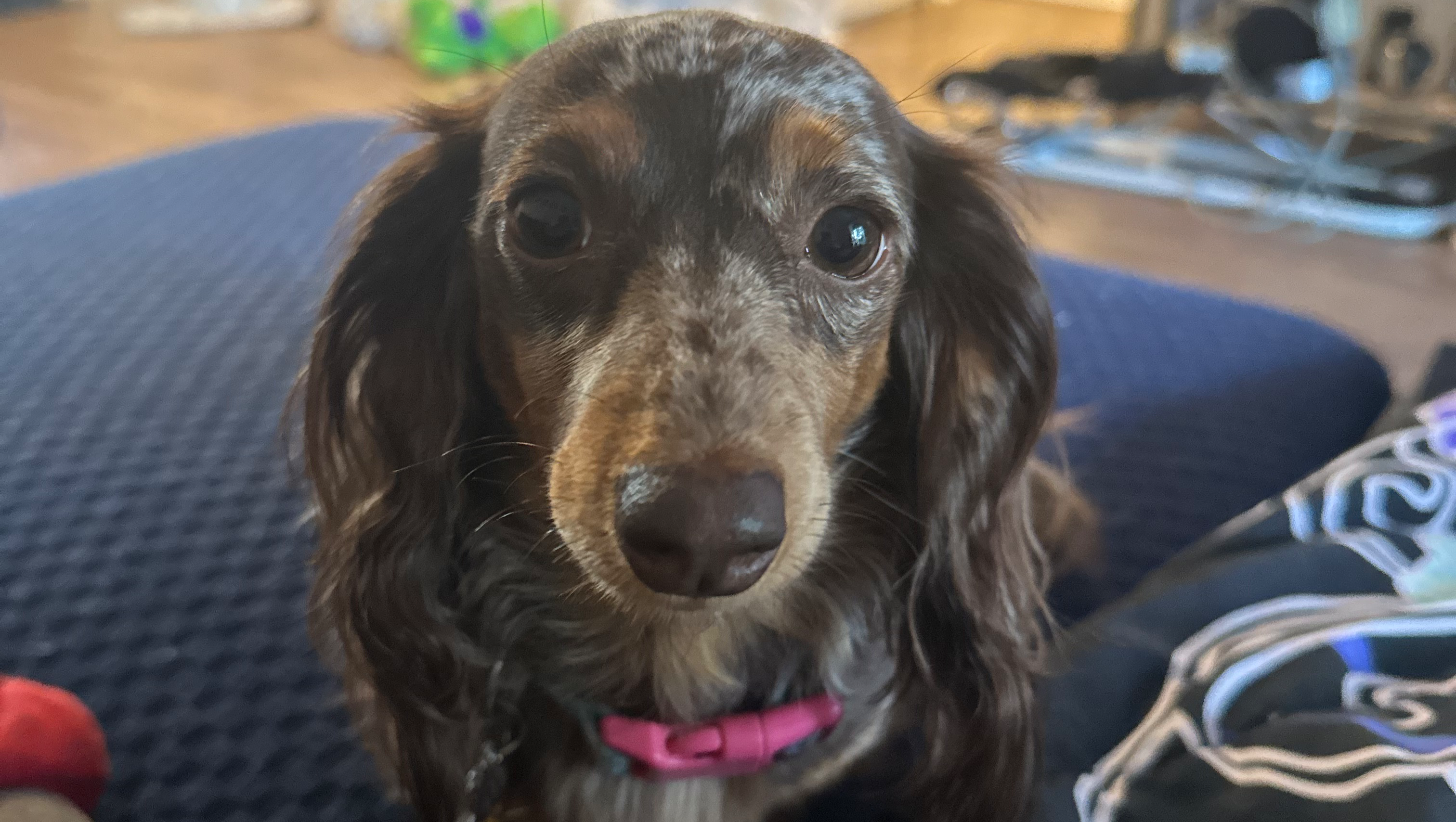 Donate to Save Kiki from IVDD Pain photo