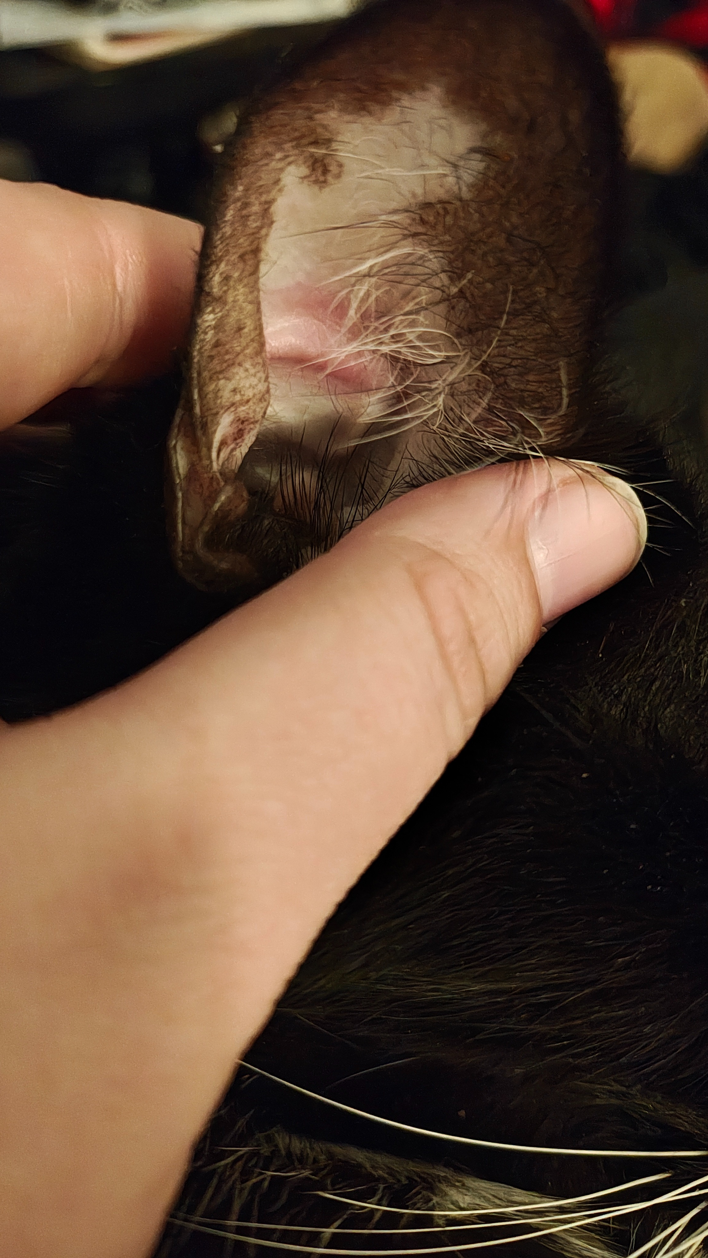 Help Sparta Get Urgent Medical Care campaign photo, 2 of 8