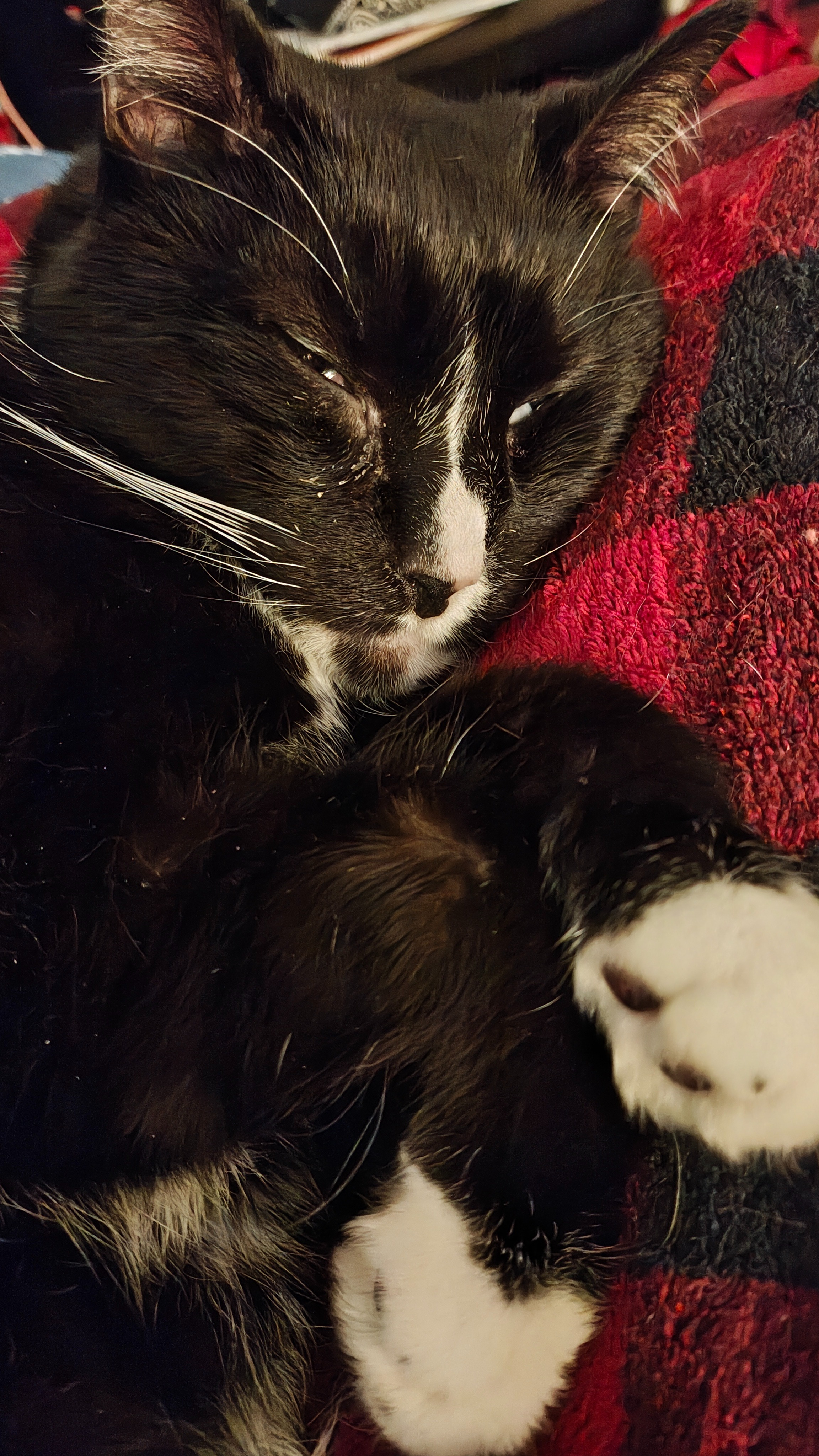 Help Sparta Get Urgent Medical Care campaign photo, 4 of 8