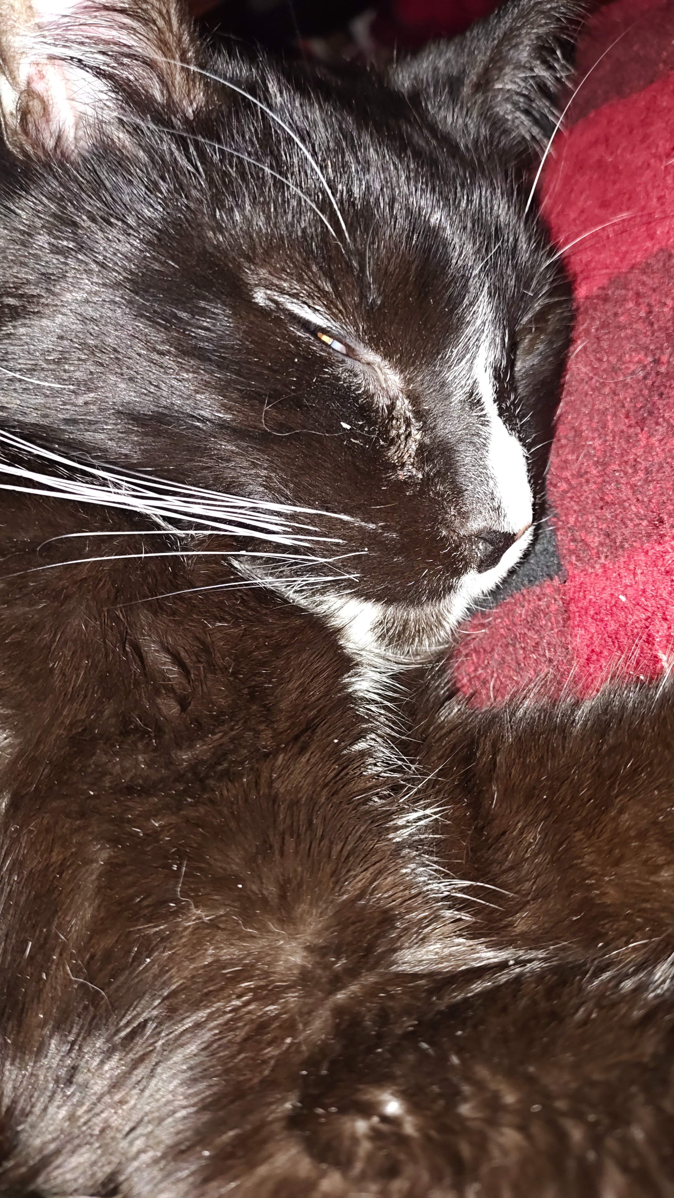 Help Sparta Get Urgent Medical Care campaign photo, 6 of 8