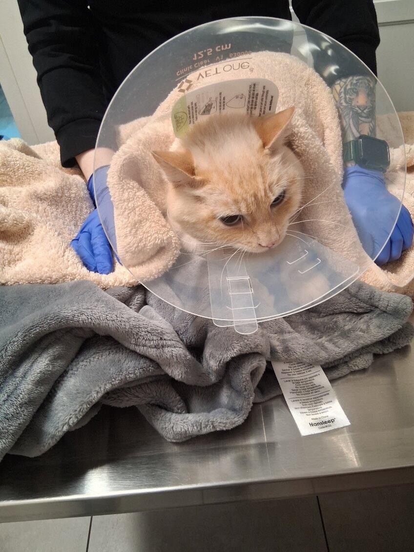 Help paying for Gojo’s emergency medical bill campaign photo, 2 of 7