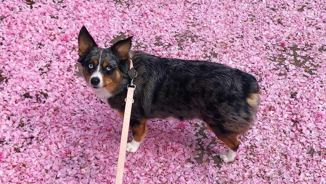 Help Bring Bramble Home: Aid After Attack photo