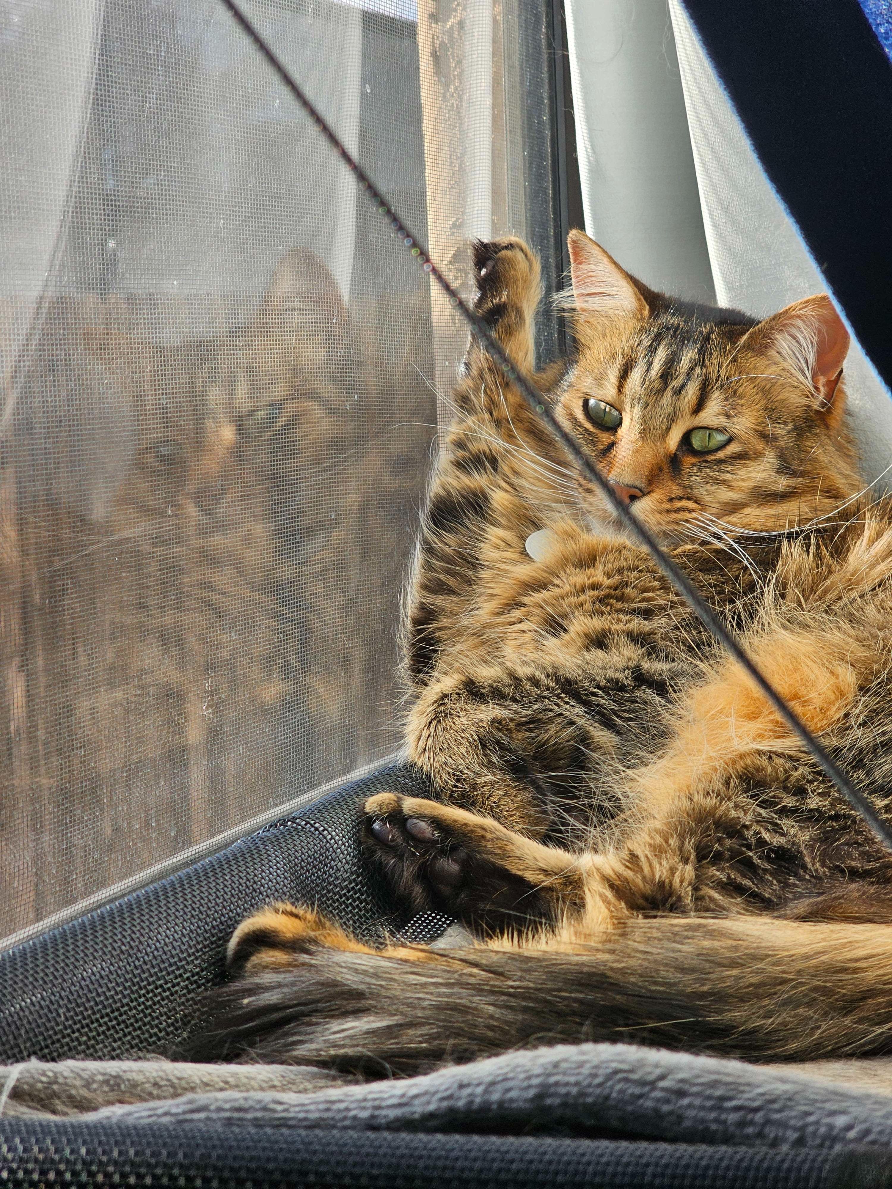 Help Oliver (NomNom) Get Life-Saving Surgery campaign photo, 4 of 8