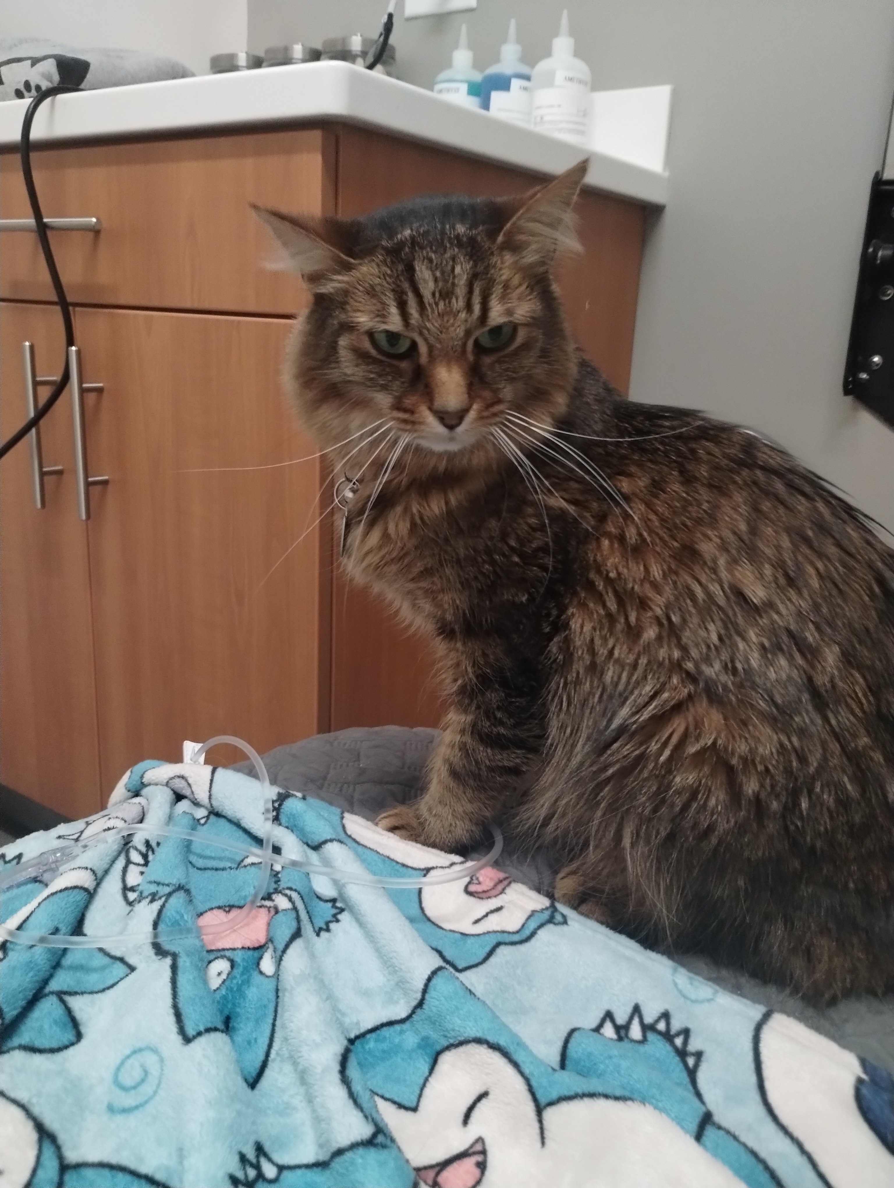 Help Oliver (NomNom) Get Life-Saving Surgery campaign photo, 5 of 8