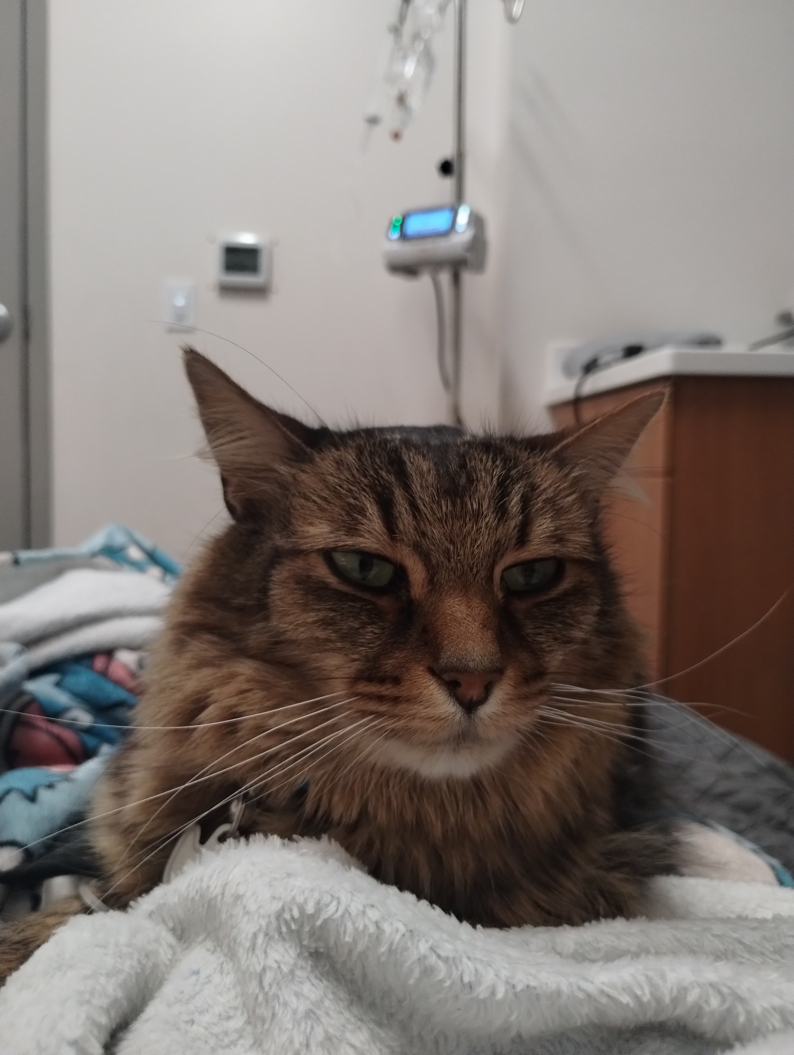 Help Oliver (NomNom) Get Life-Saving Surgery campaign photo, 6 of 8