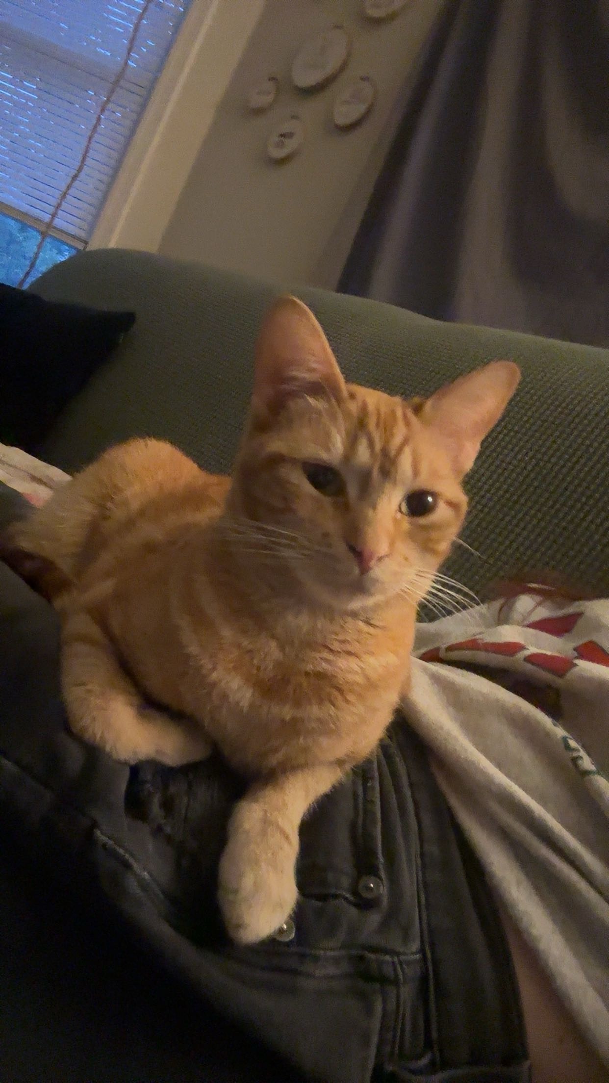 Donate to Support Basil's Treatment campaign photo, 2 of 8