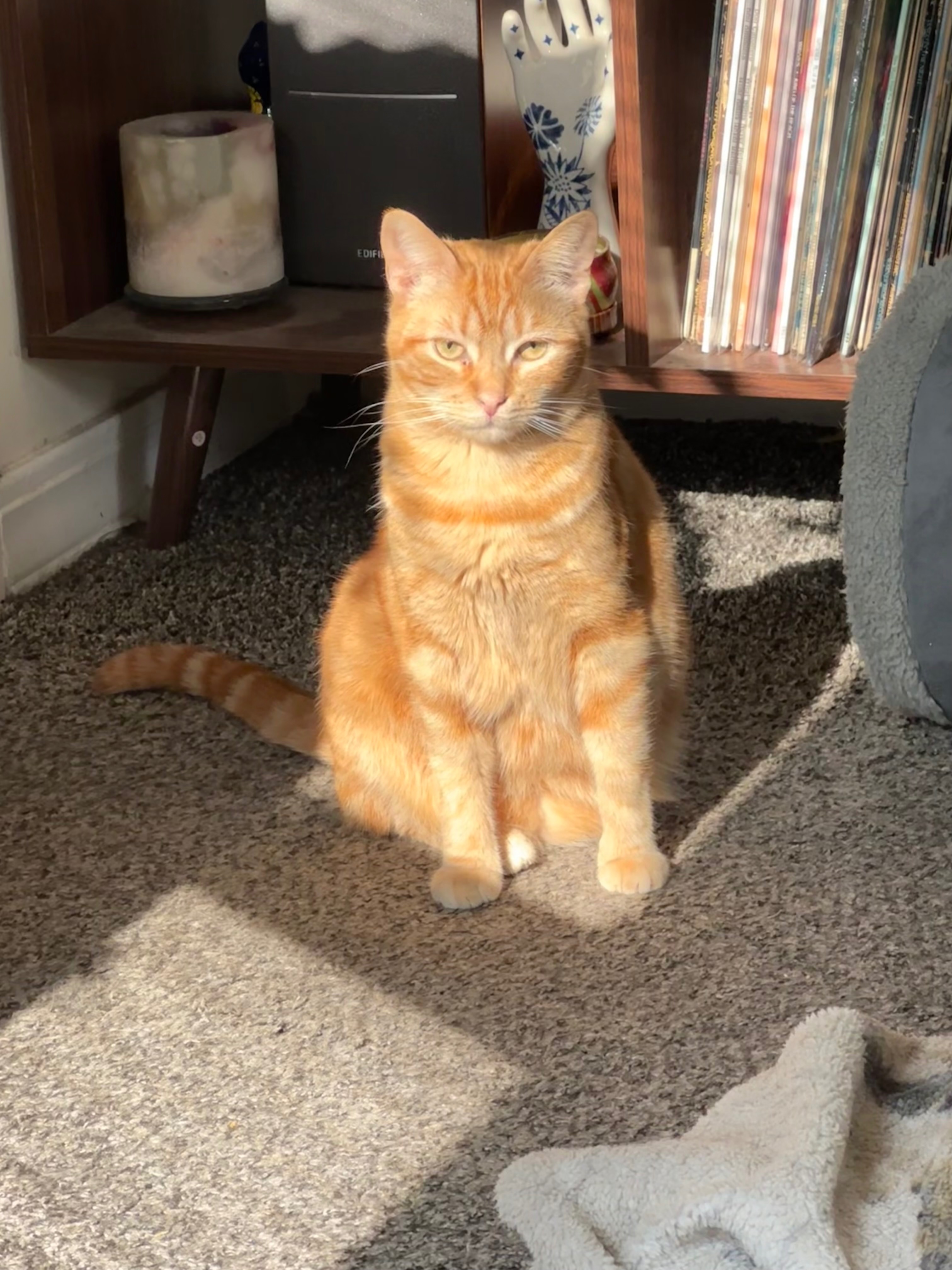 Donate to Support Basil's Treatment campaign photo, 5 of 8
