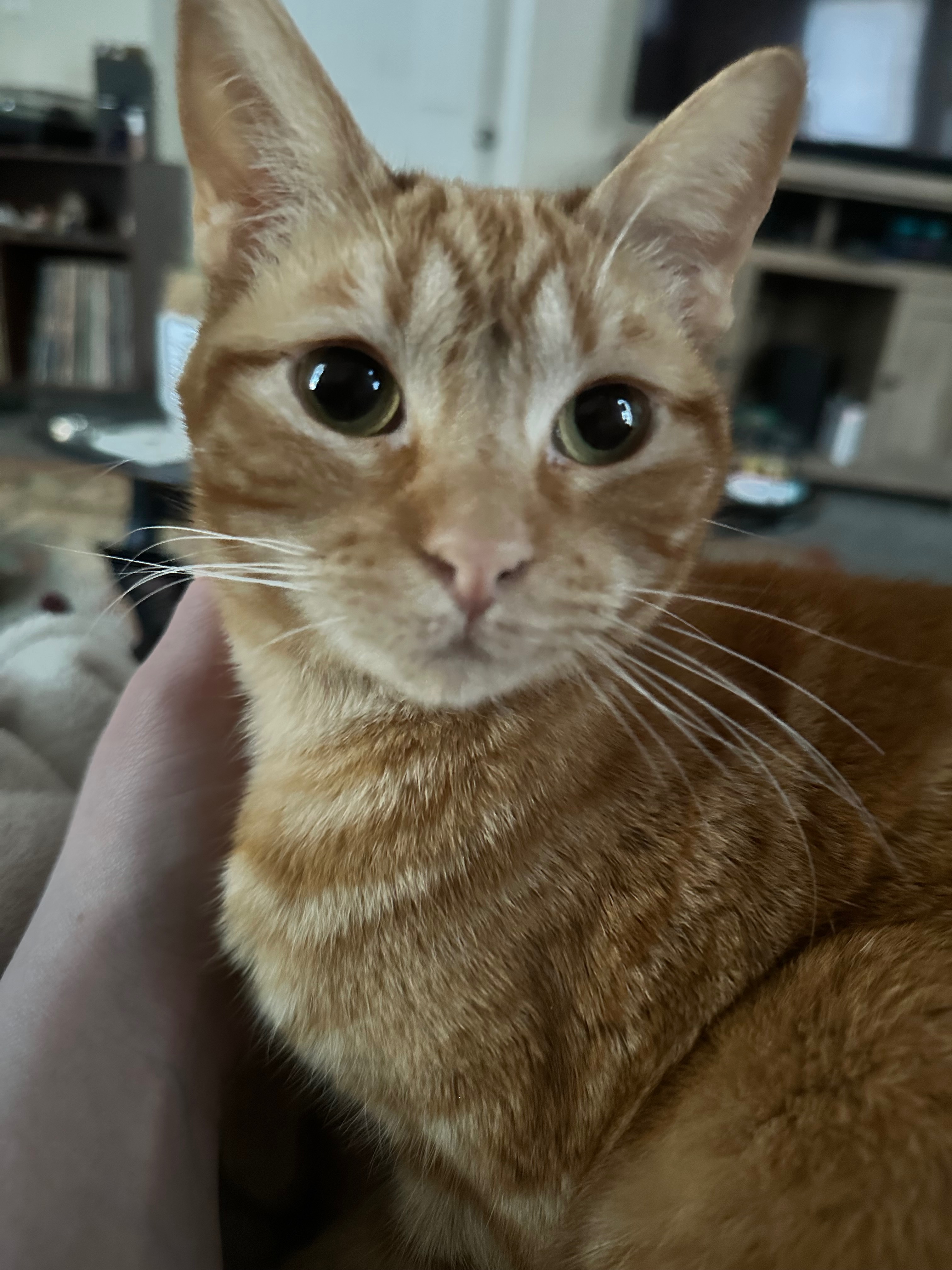 Donate to Support Basil's Treatment campaign photo, 6 of 8