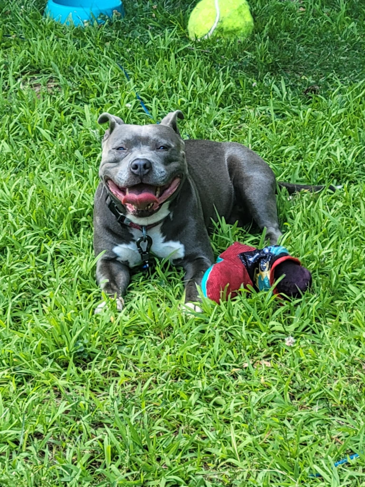 Help Remi Get Emergency Vet Treatment campaign photo, 2 of 6