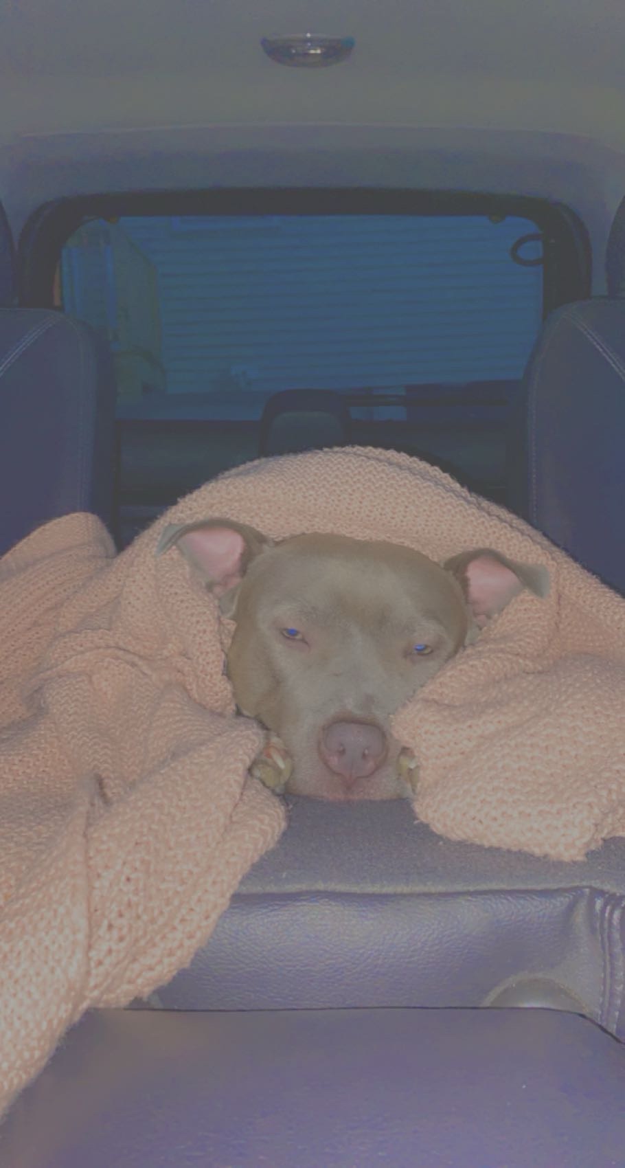 Help Remi Get Emergency Vet Treatment campaign photo, 4 of 6