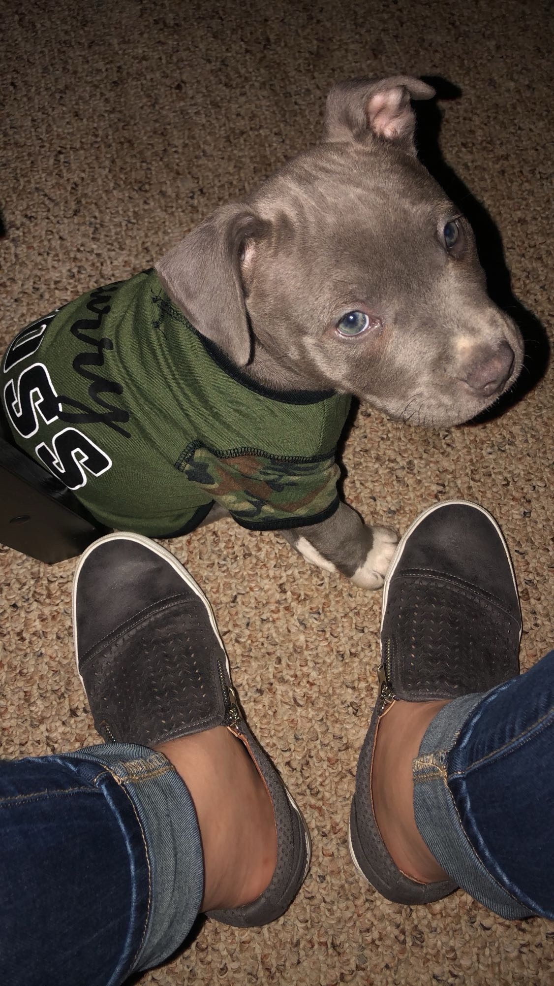 Help Remi Get Emergency Vet Treatment campaign photo, 5 of 6