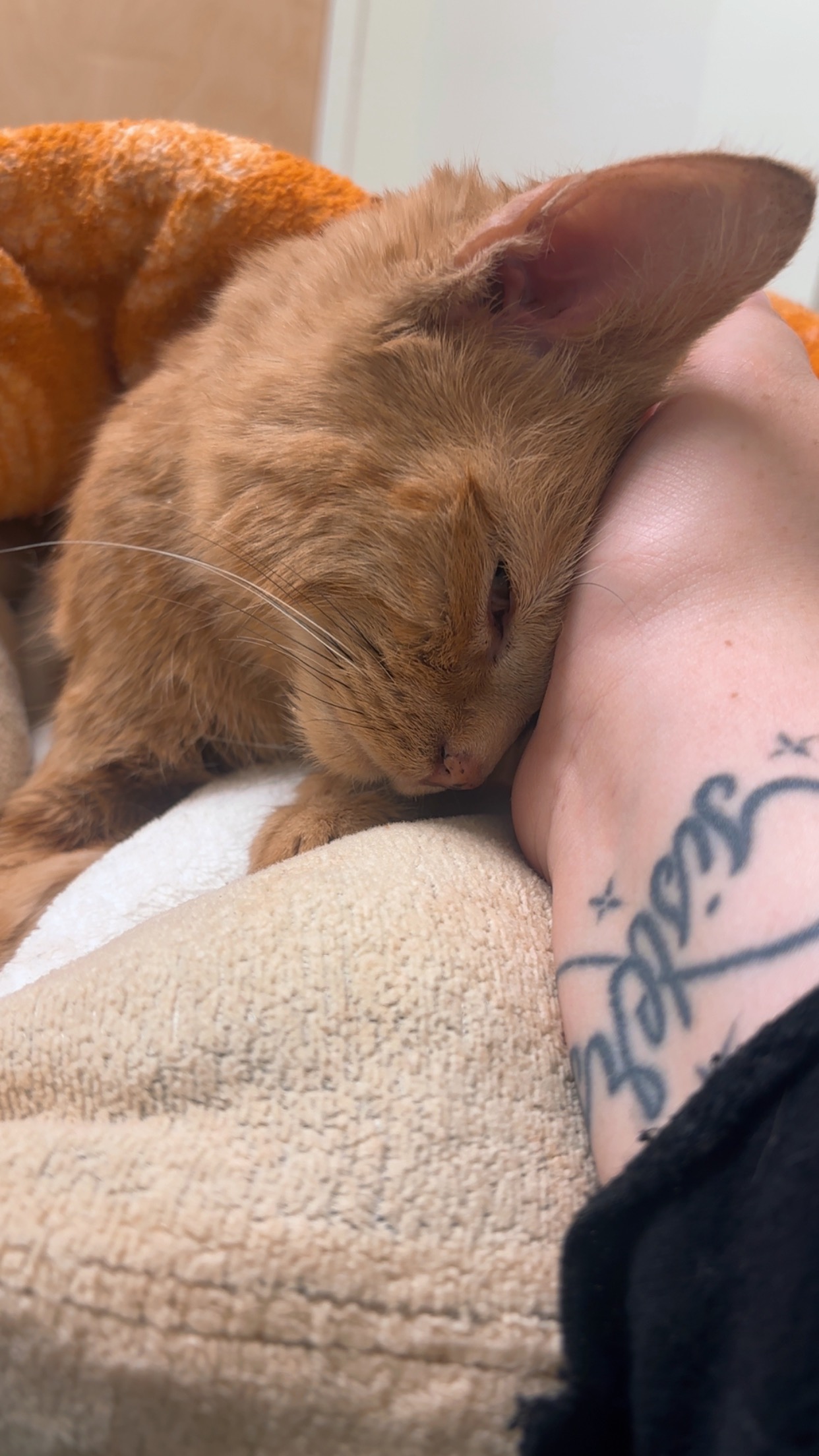 Help Me Bring My Best Friend Home One Last Time campaign photo, 2 of 8