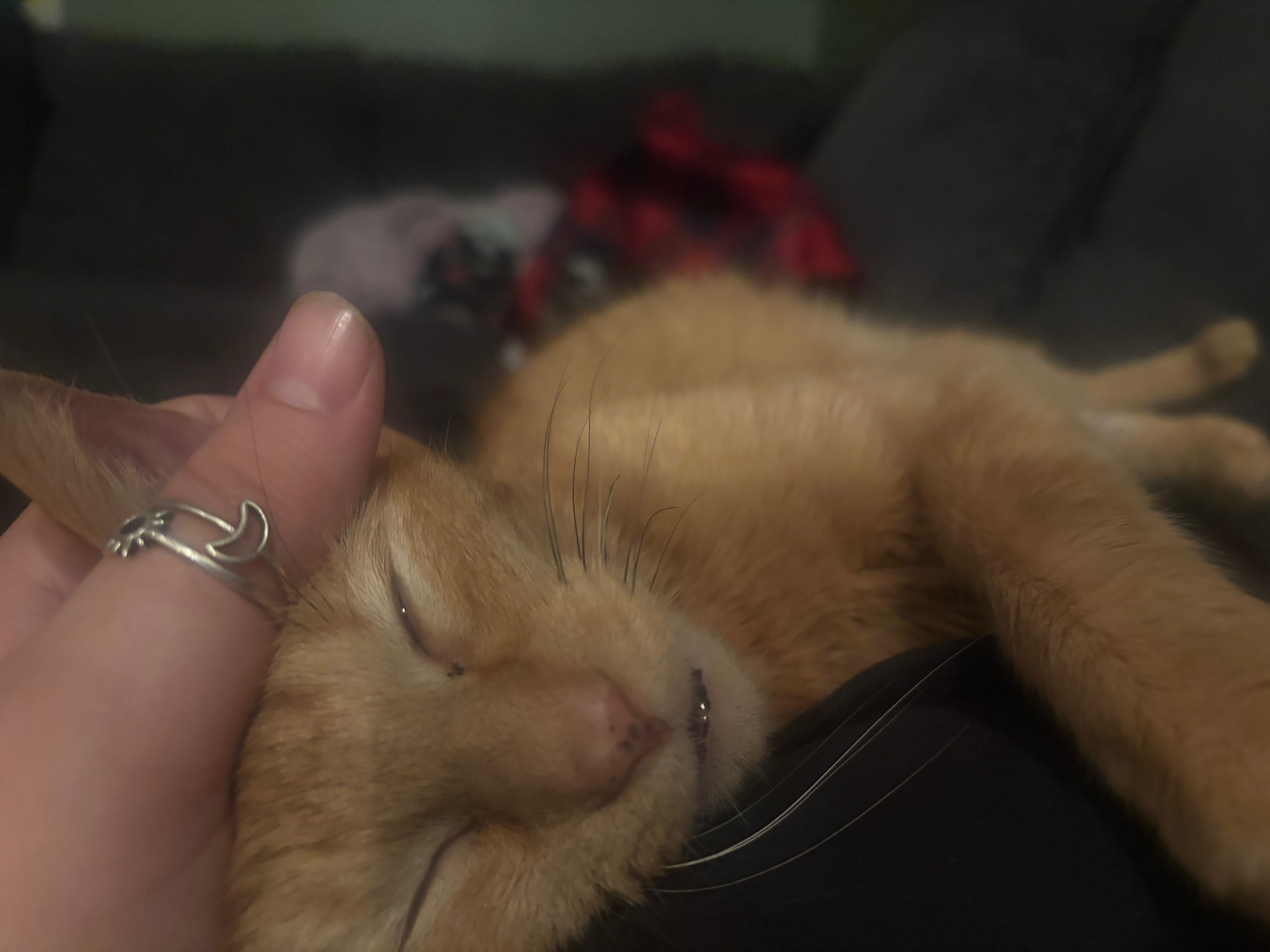 Help Me Bring My Best Friend Home One Last Time campaign photo, 5 of 8