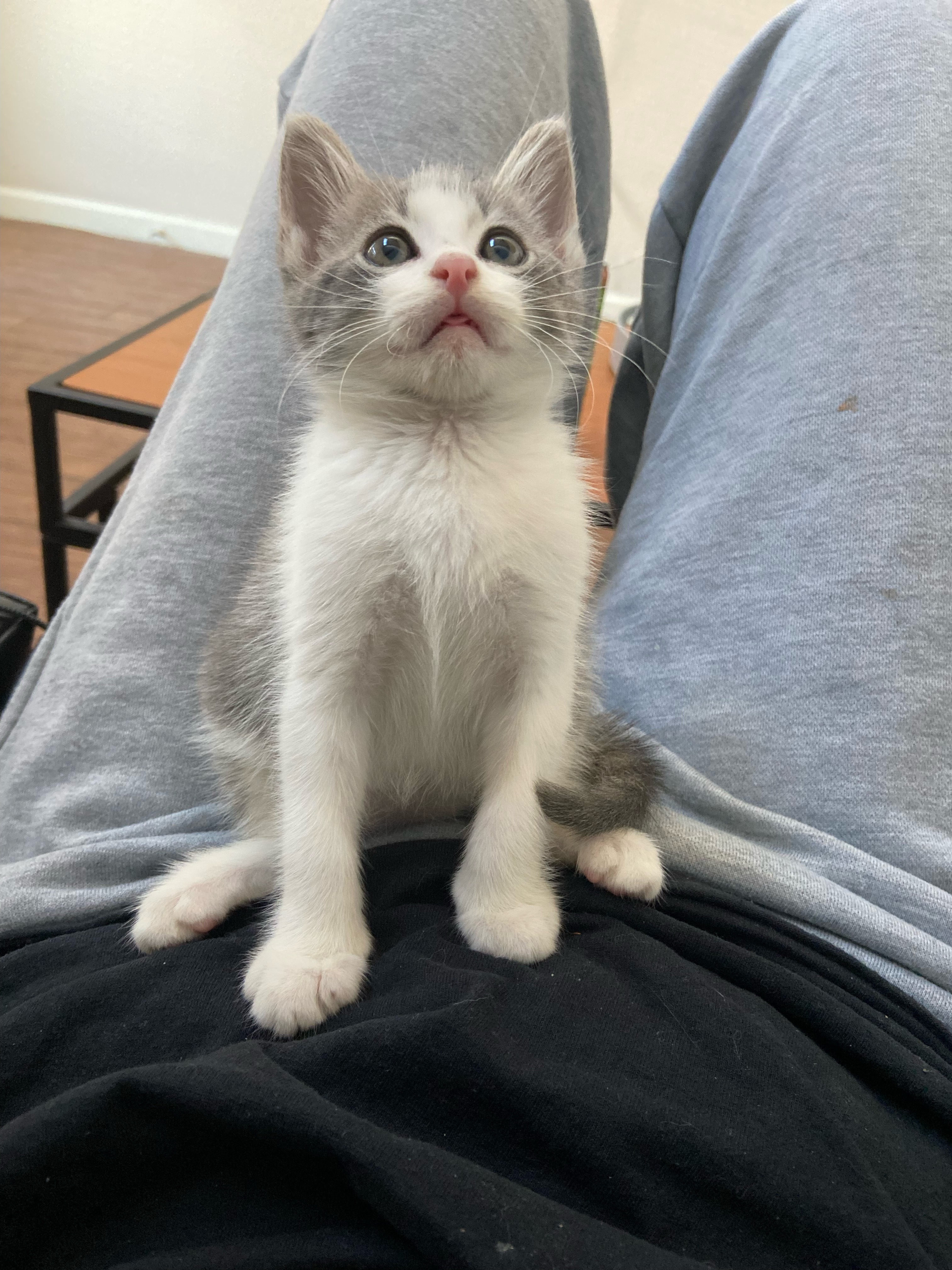 Little Blessings Kitten Sanctuary campaign photo, 5 of 6