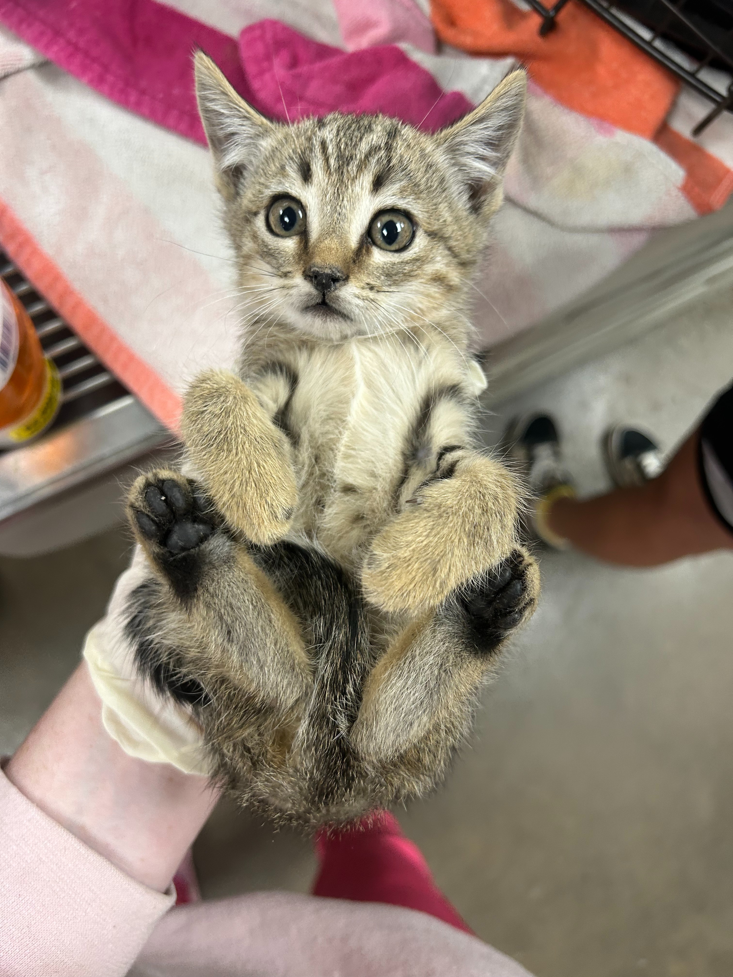 Little Blessings Kitten Sanctuary campaign photo, 2 of 6