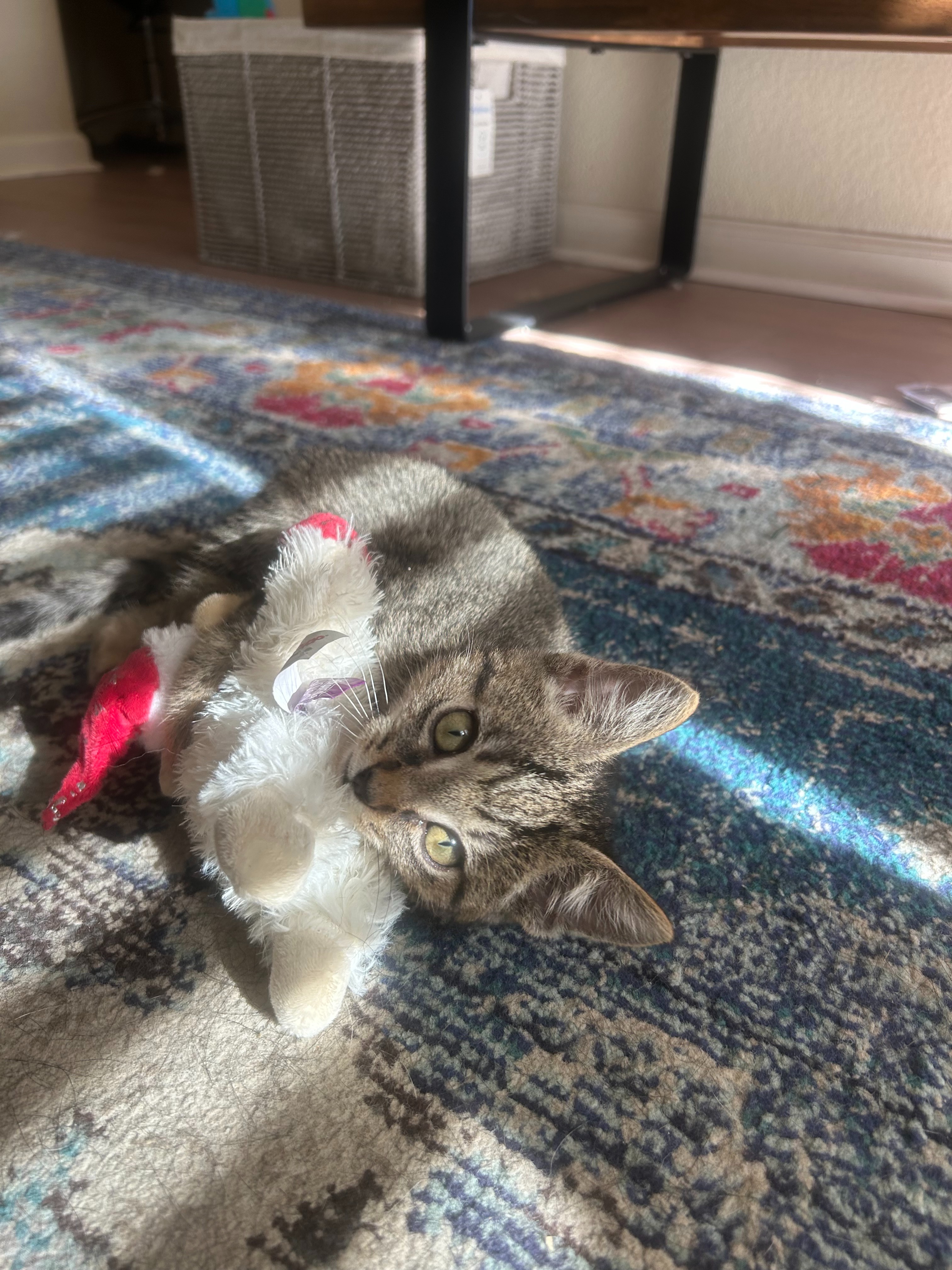 Little Blessings Kitten Sanctuary campaign photo, 4 of 6