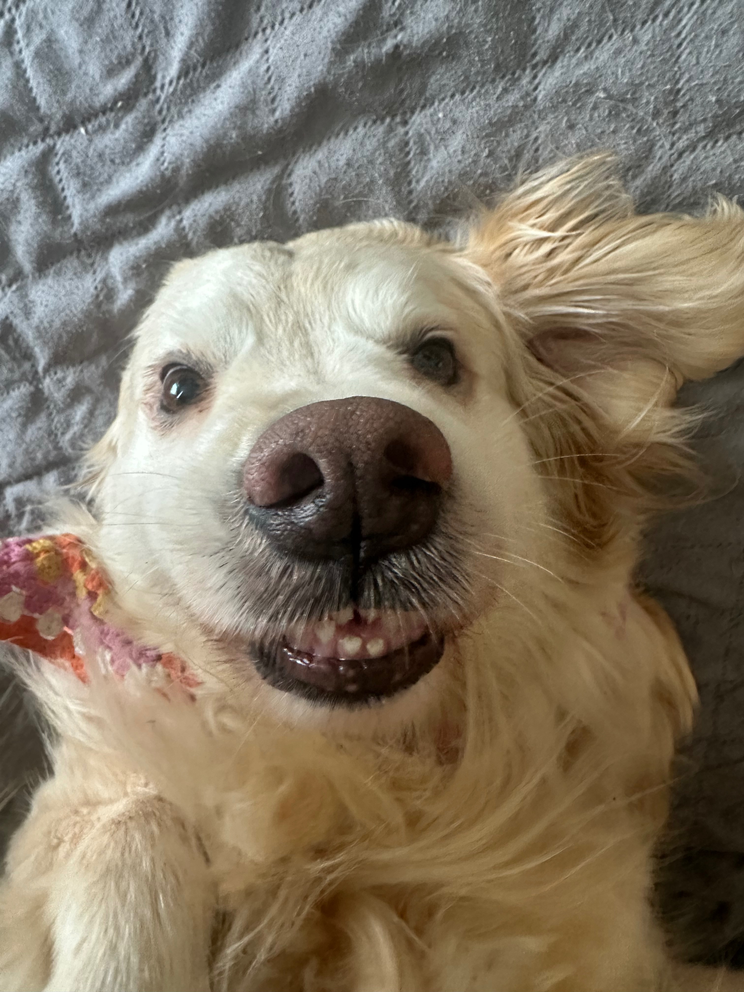 Donate to Save Maya's Life campaign photo, 7 of 8