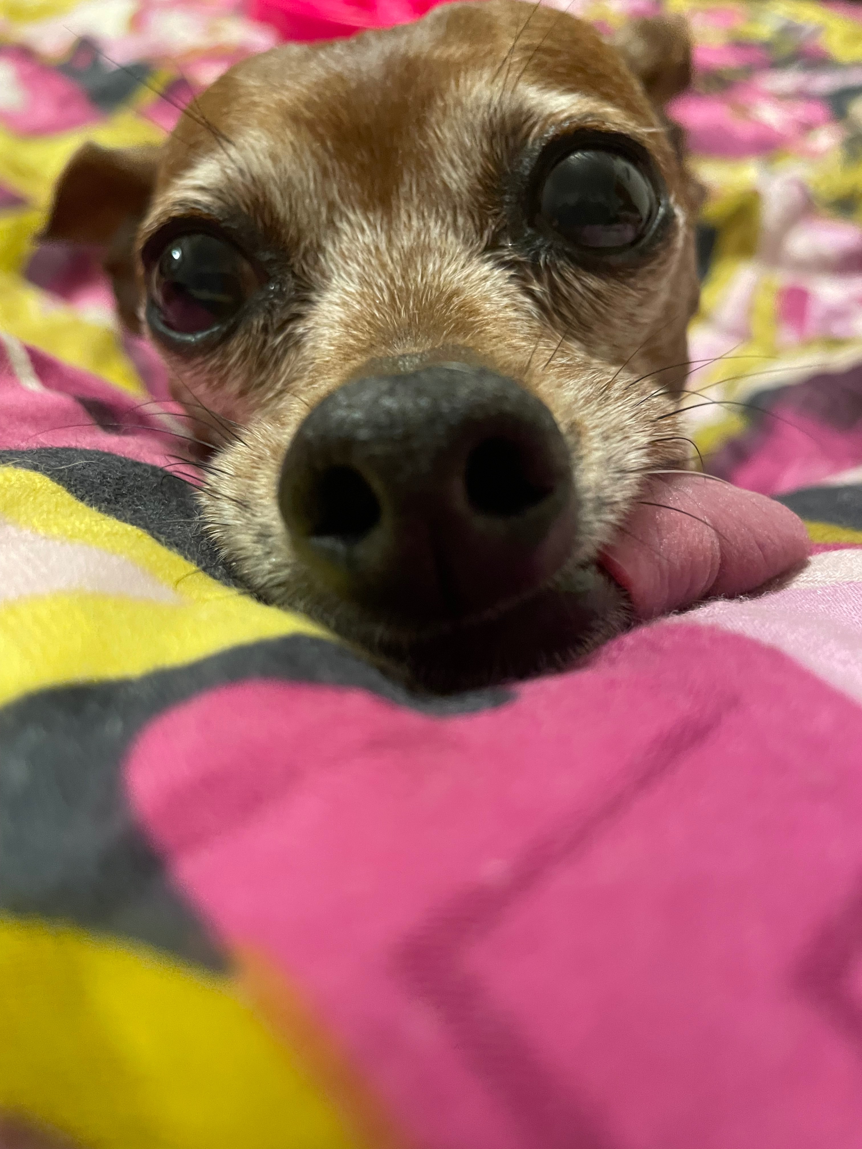 Help Beloved Service Dog Fight Cancer campaign photo, 7 of 8