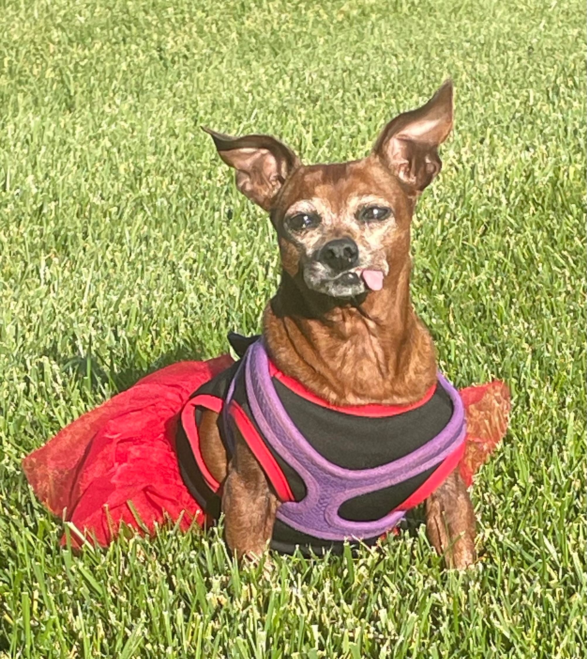 Help Beloved Service Dog Fight Cancer campaign photo, 2 of 8