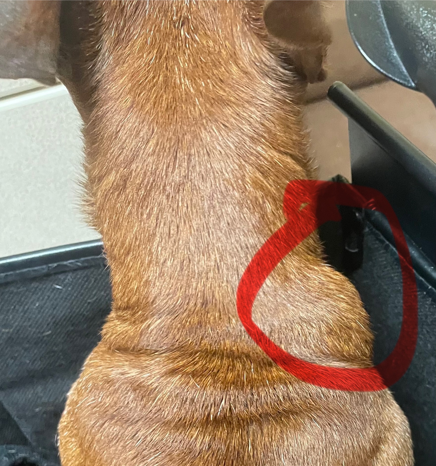 Help Beloved Service Dog Fight Cancer campaign photo, 6 of 8