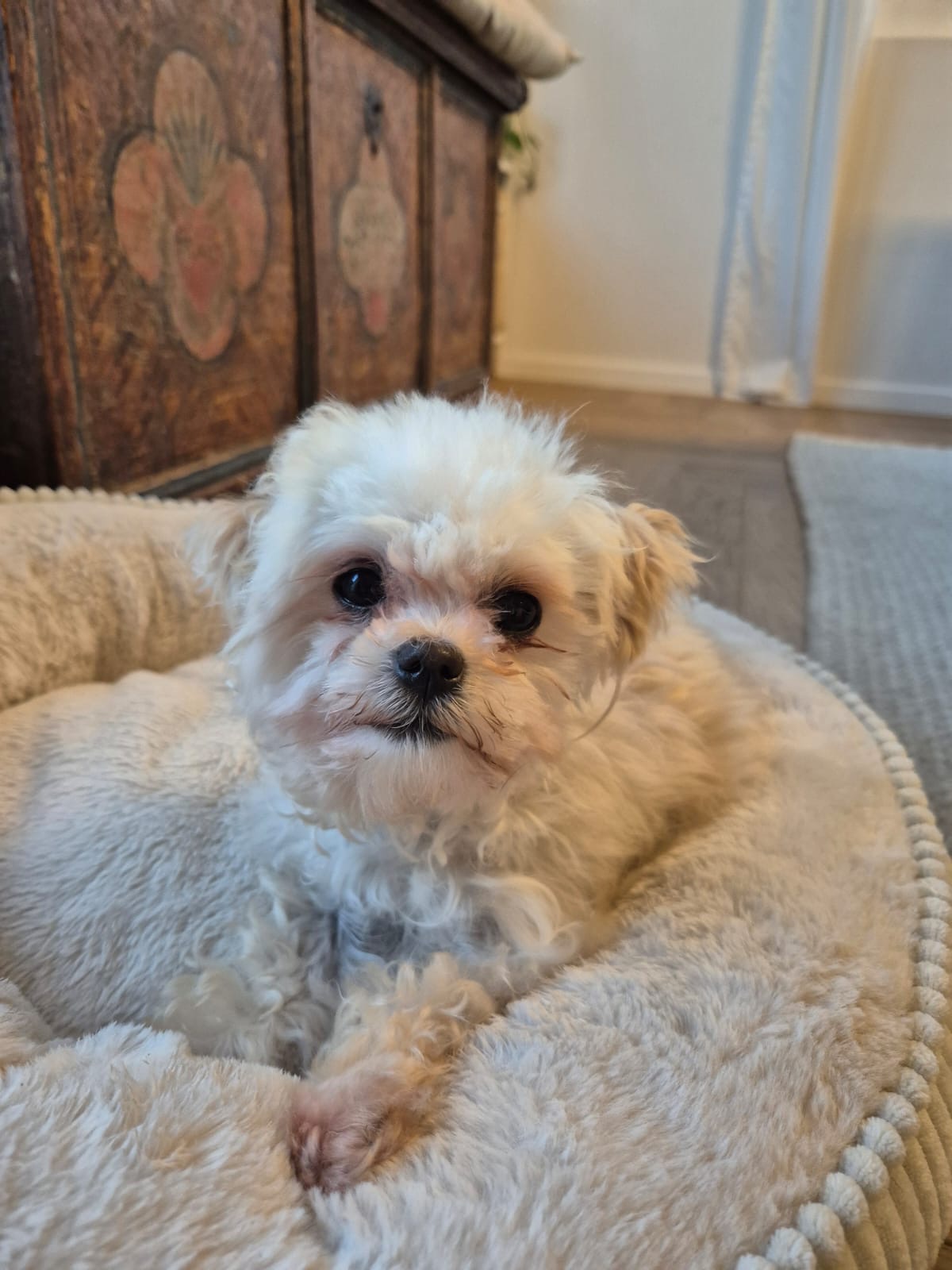 Hilfe für kleinen, kranken Maltipoo campaign photo, 4 of 5
