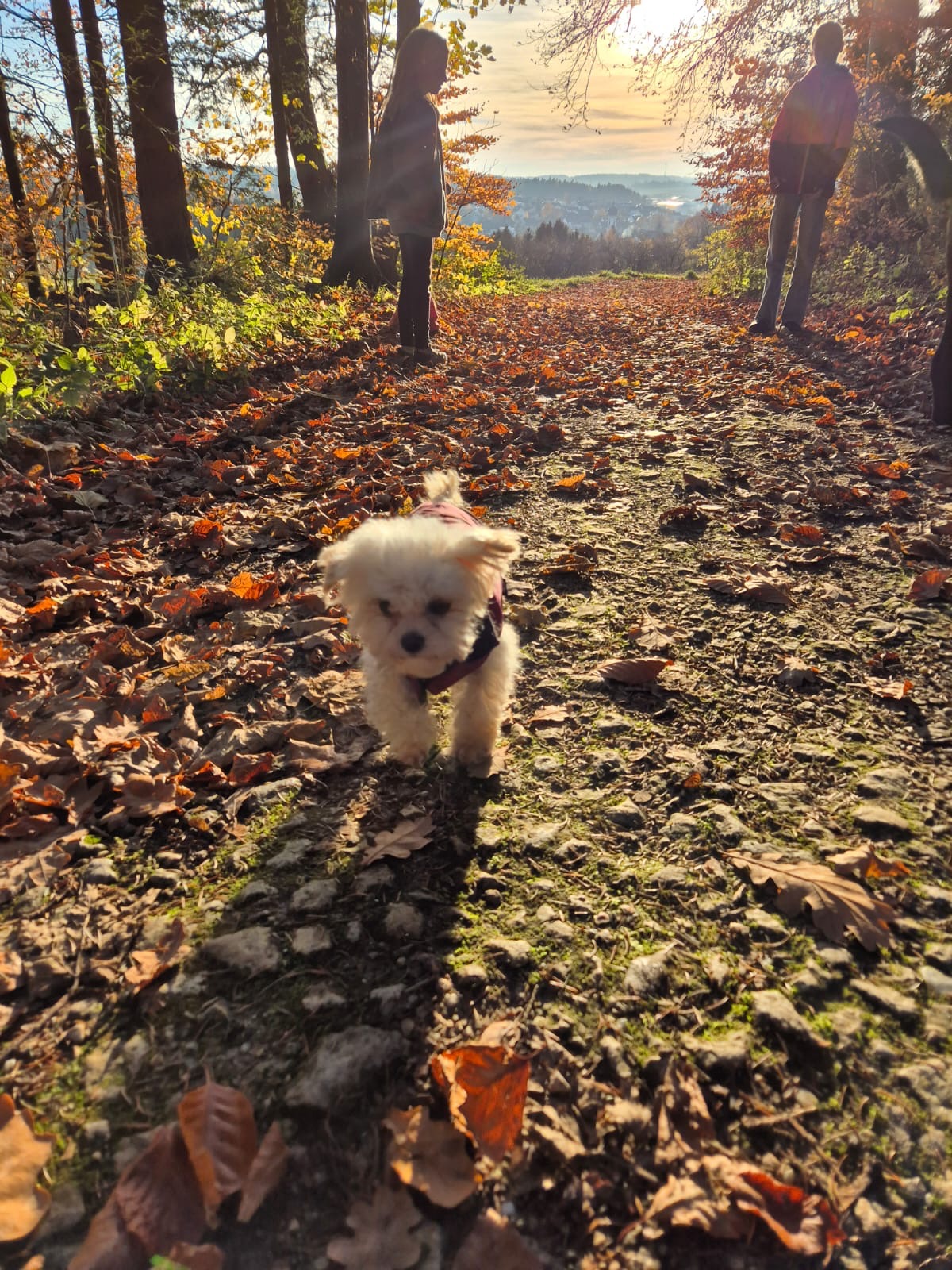 Hilfe für kleinen, kranken Maltipoo campaign photo, 2 of 5