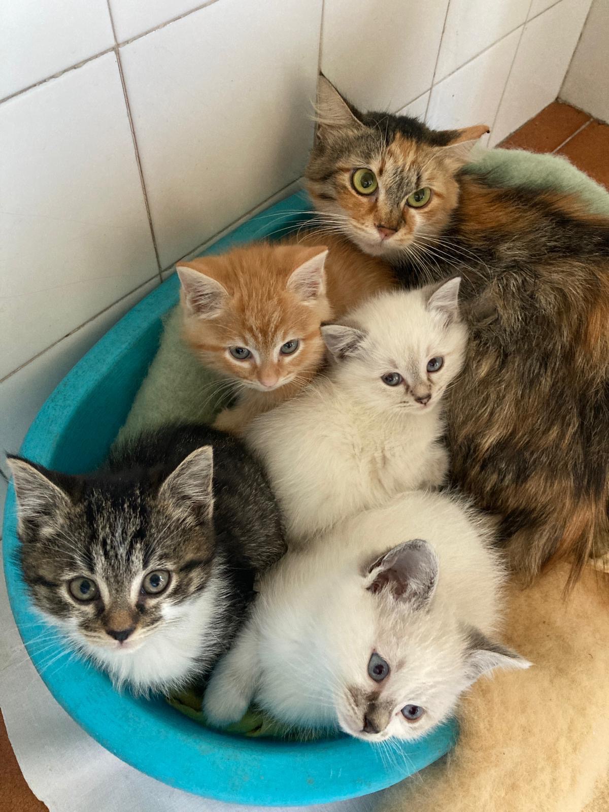 Aiuta Oasi felina gatto magico ❤️ campaign photo, 4 of 5