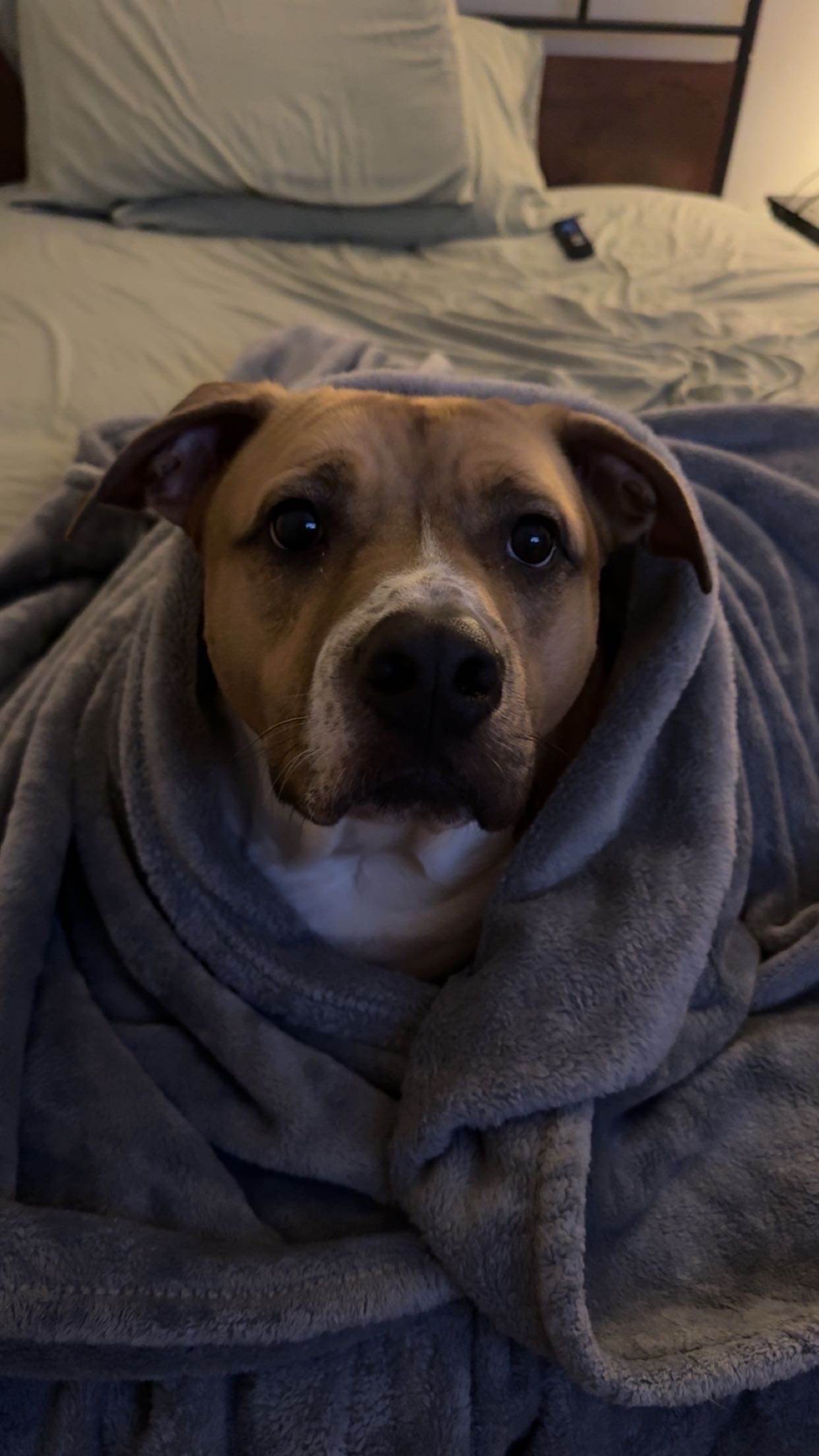Help Nugget Get Back on His Paws campaign photo, 4 of 5