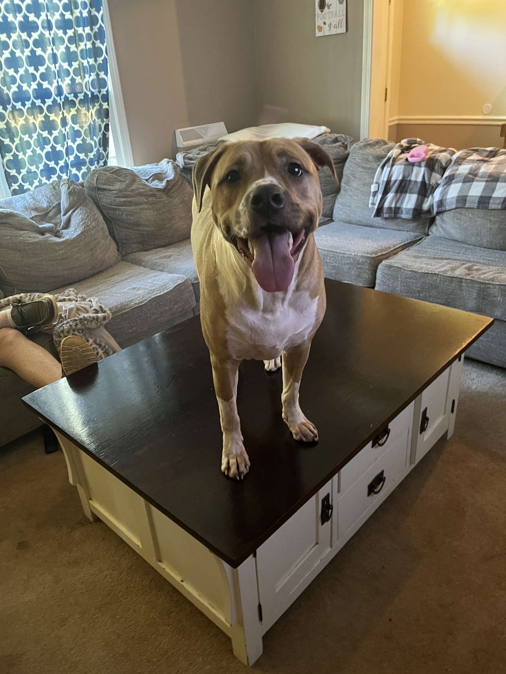 Help Nugget Get Back on His Paws campaign photo, 2 of 5