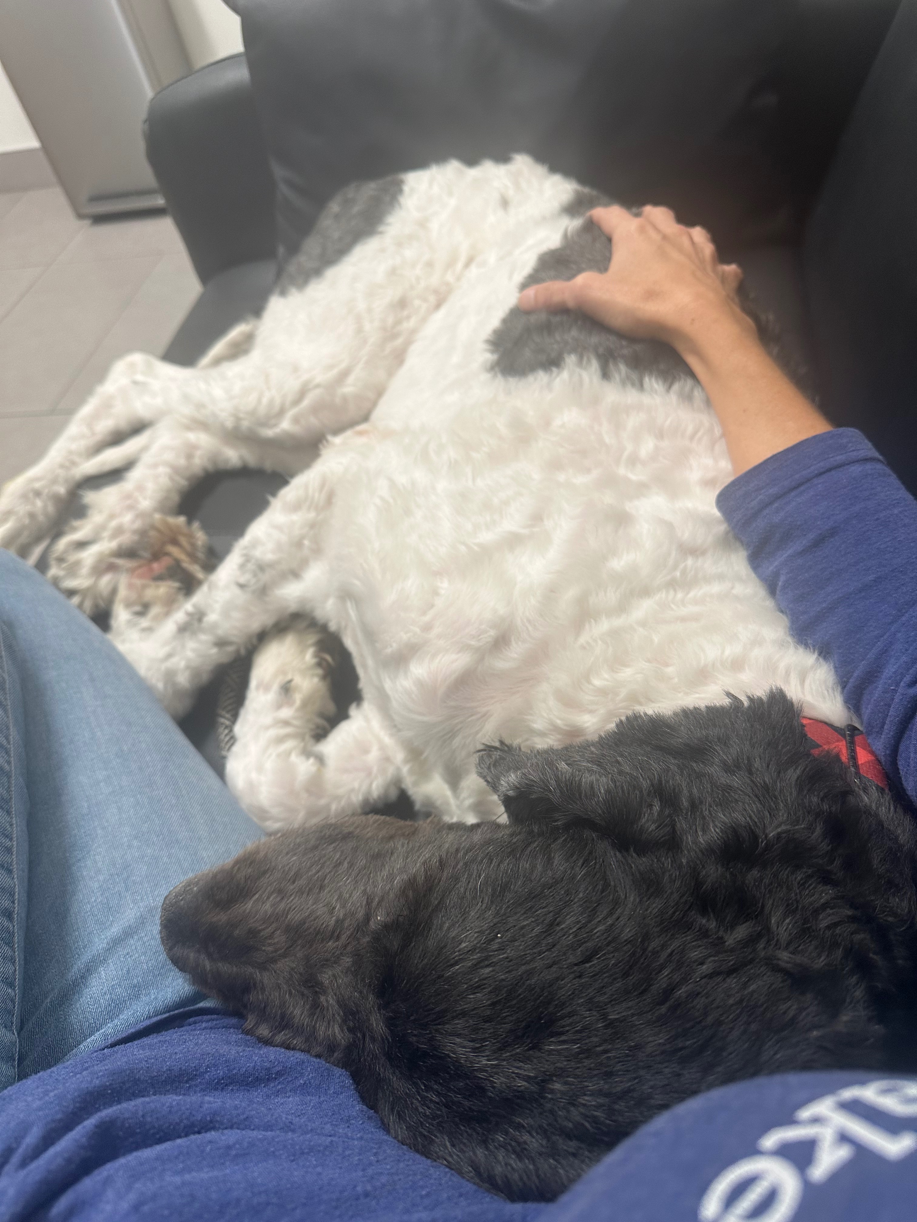 Save Bubba: Urgent Surgery Needed campaign photo, 6 of 7