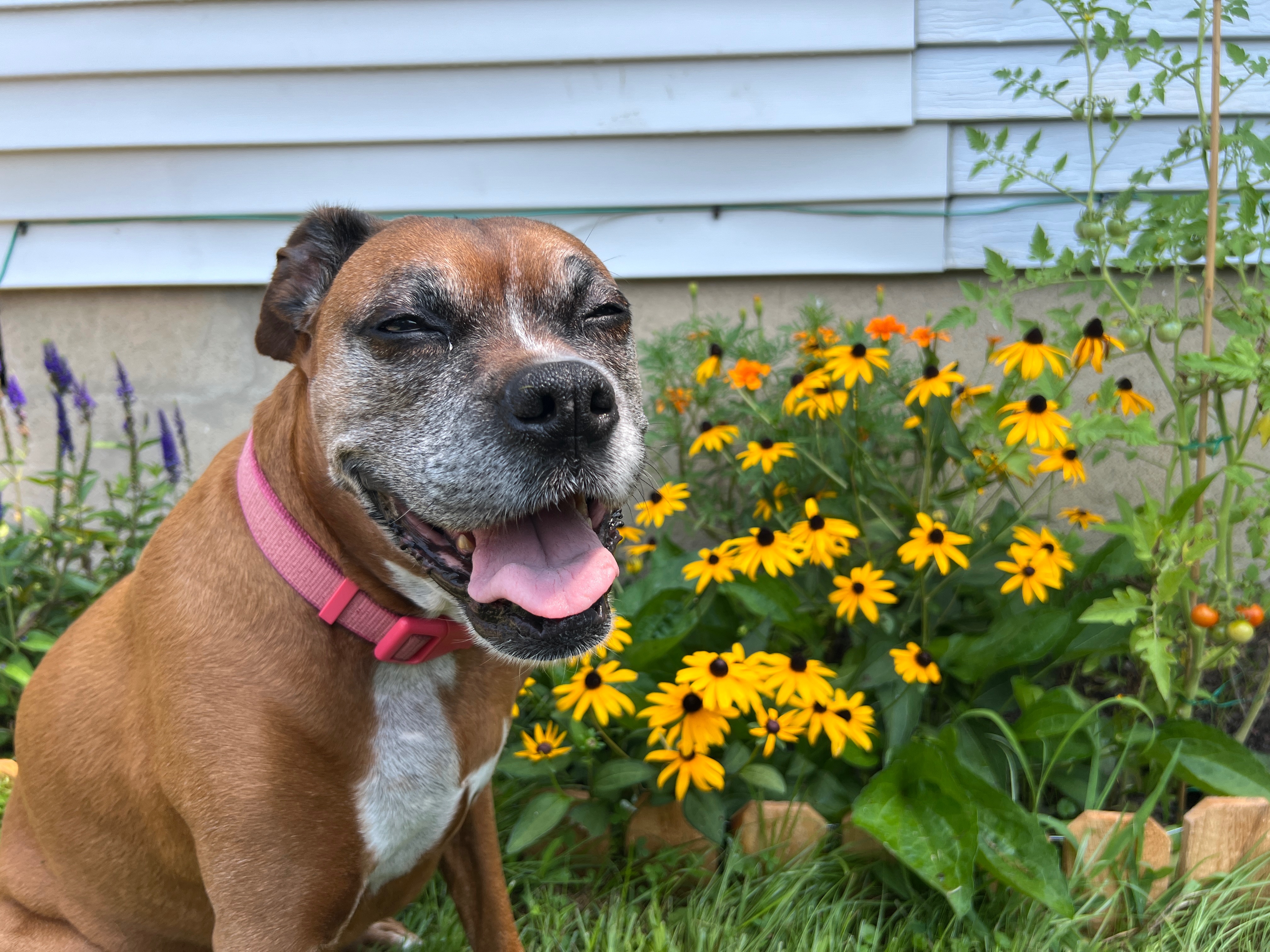 Support Ellie's Tumor Removal Surgery campaign photo, 5 of 6