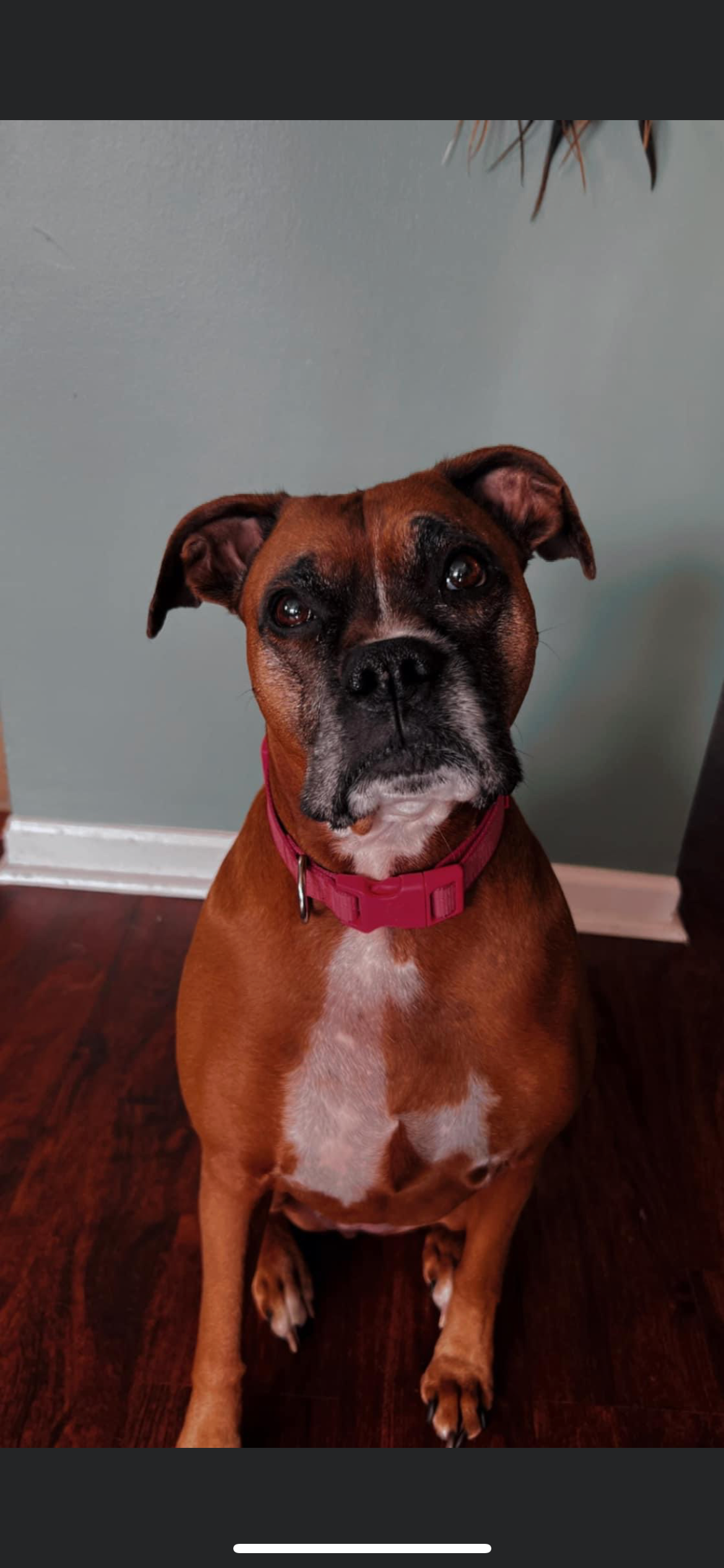 Support Ellie's Tumor Removal Surgery campaign photo, 2 of 6
