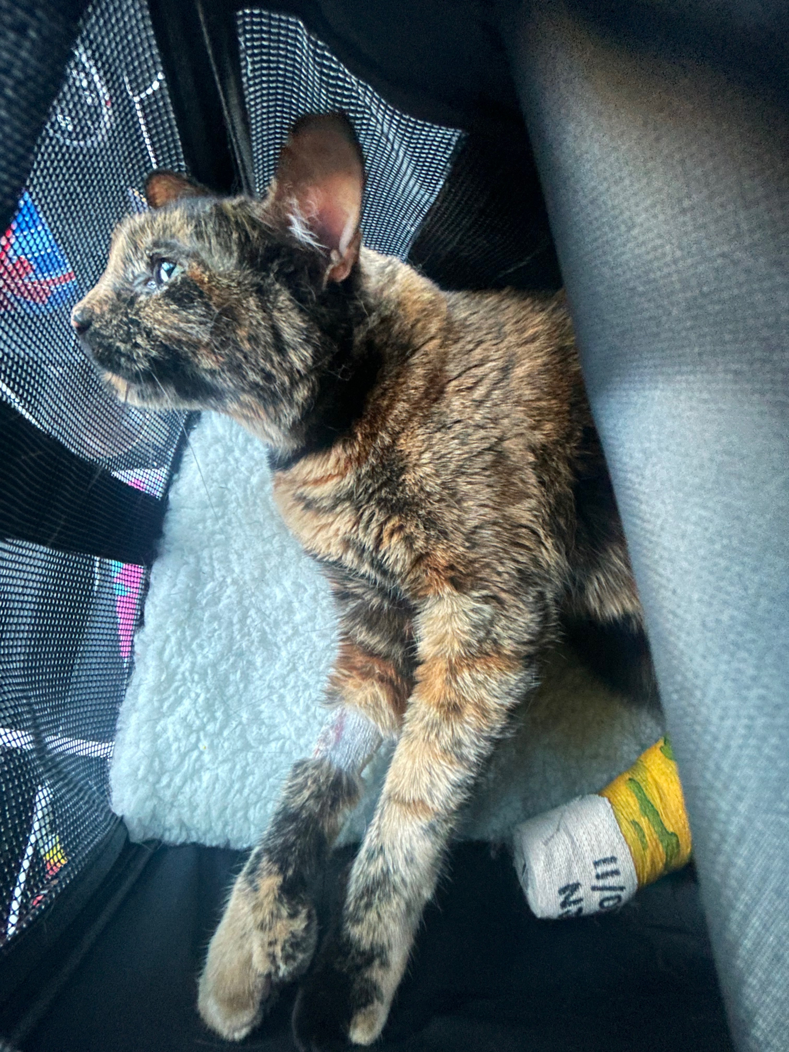 Help us pay off our cats medical debt campaign photo, 2 of 8