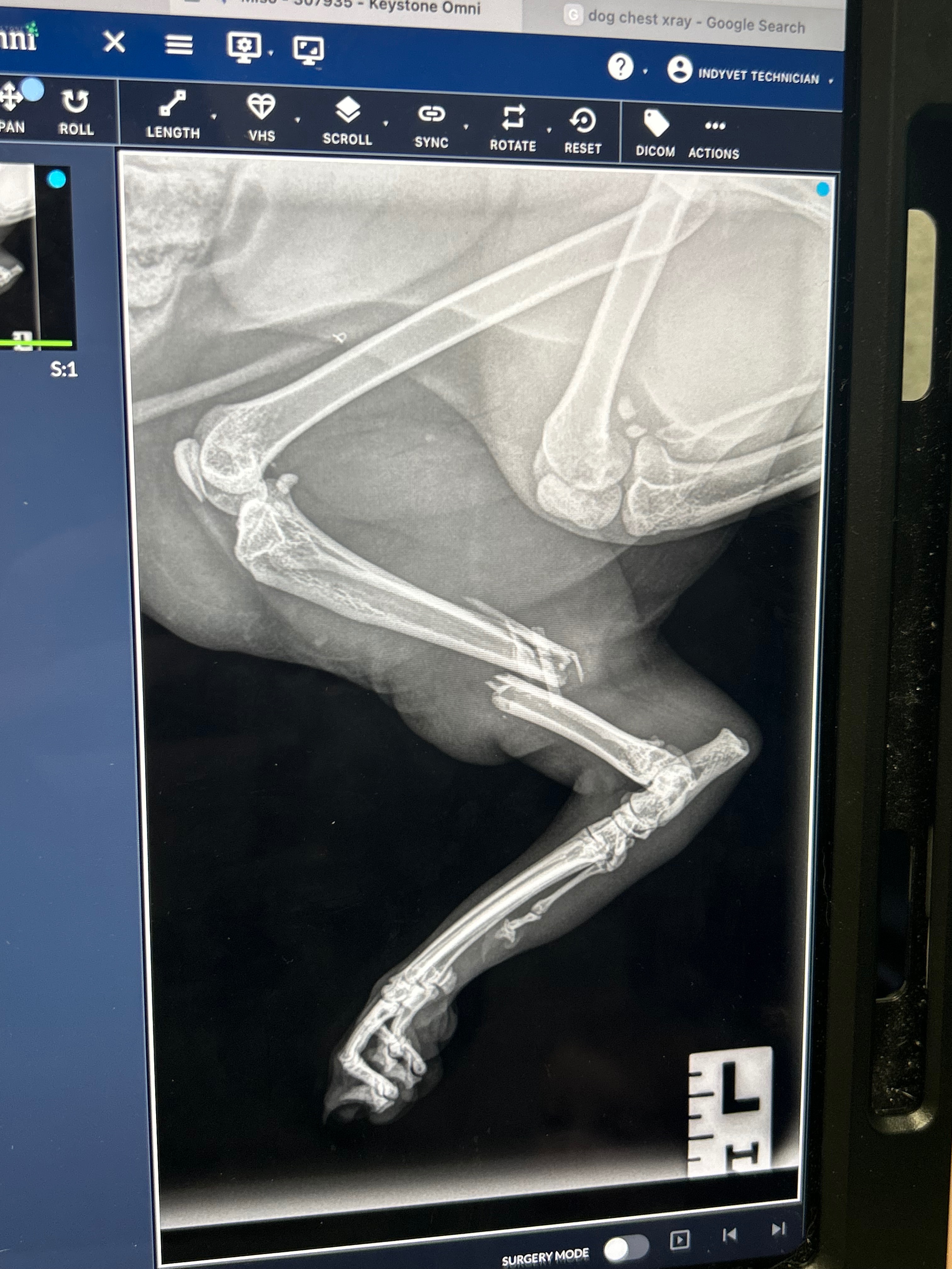 Help us pay off our cats medical debt campaign photo, 5 of 8