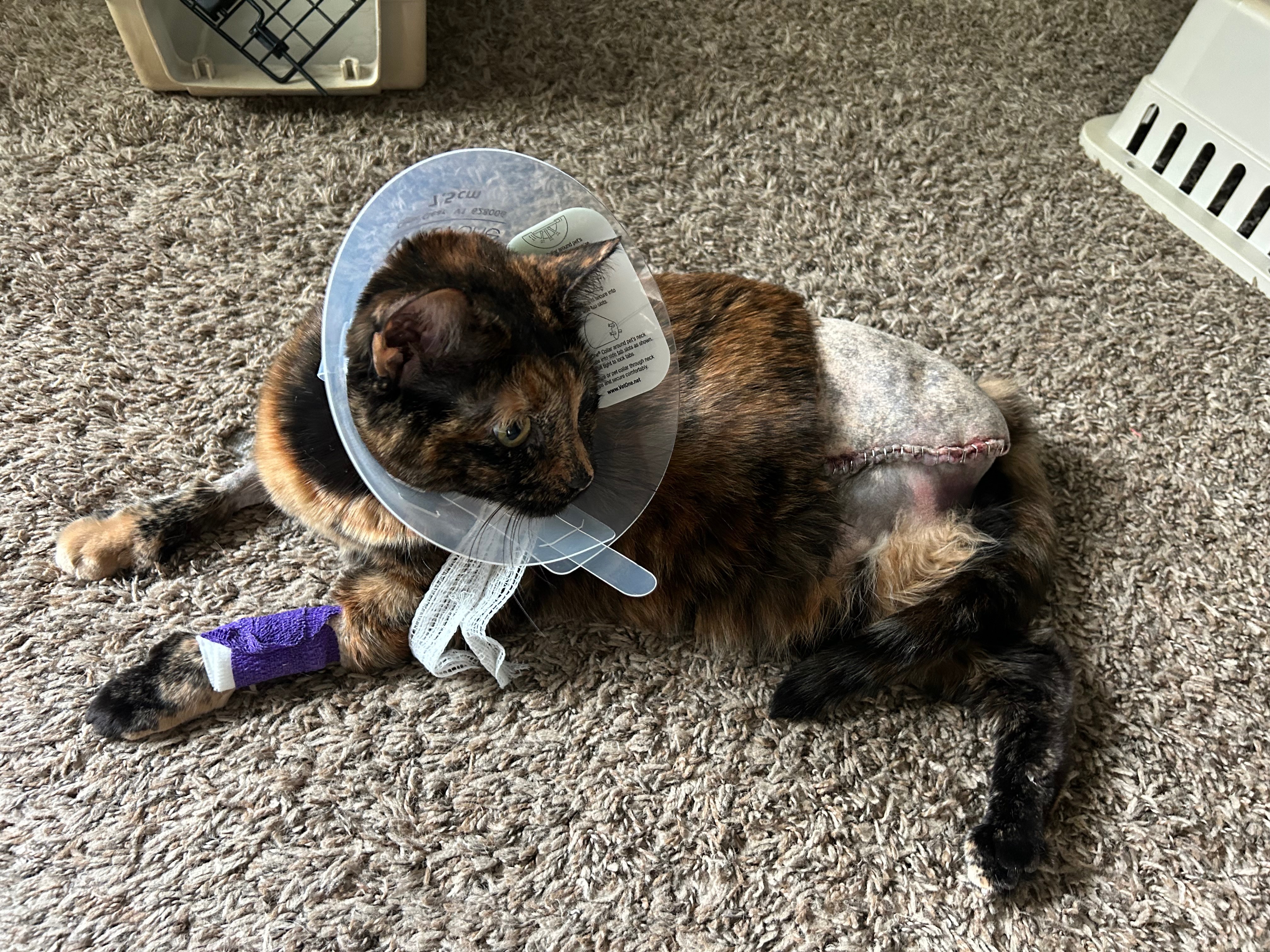 Help us pay off our cats medical debt campaign photo, 6 of 8