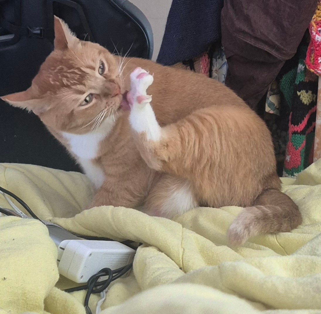 Tully's Vet Bills: Help bring my kitty home by Nov. 6th campaign photo, 5 of 6