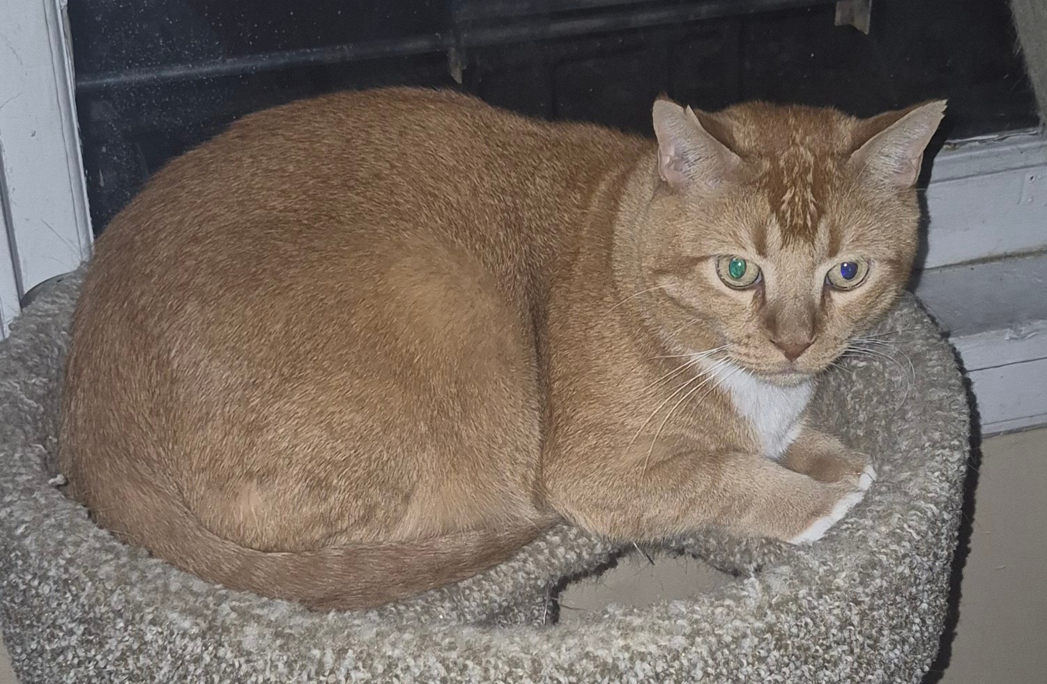 Tully's Vet Bills: Help bring my kitty home by Nov. 6th campaign photo, 2 of 6