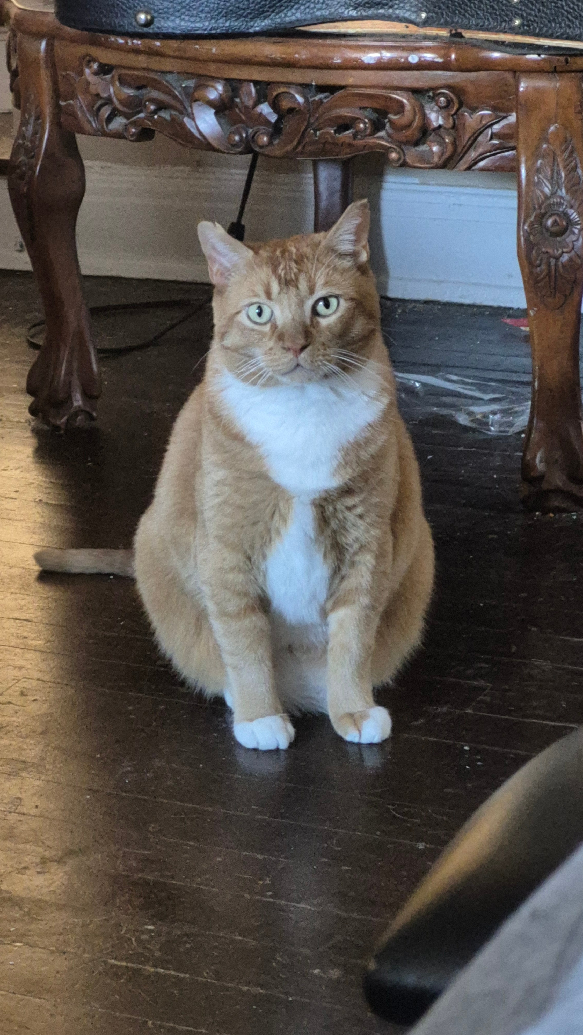 Tully's Vet Bills: Help bring my kitty home by Nov. 6th campaign photo, 4 of 6