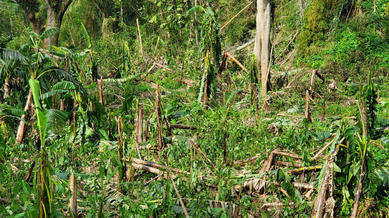 Help Rebuild Enhanced by Nature Farm After Hurricane Melissa campaign photo, 7 of 8