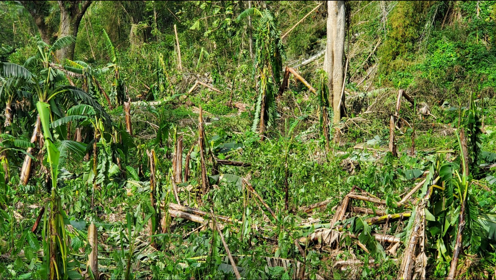 Help Rebuild Enhanced by Nature Farm After Hurricane Melissa photo
