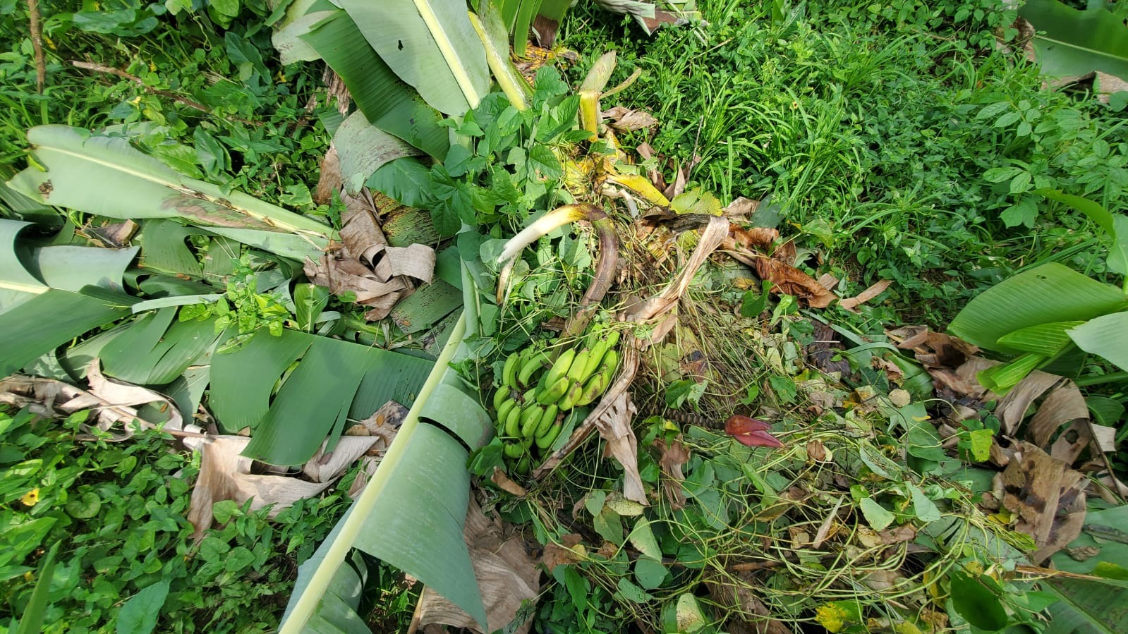 Help Rebuild Enhanced by Nature Farm After Hurricane Melissa campaign photo, 2 of 8