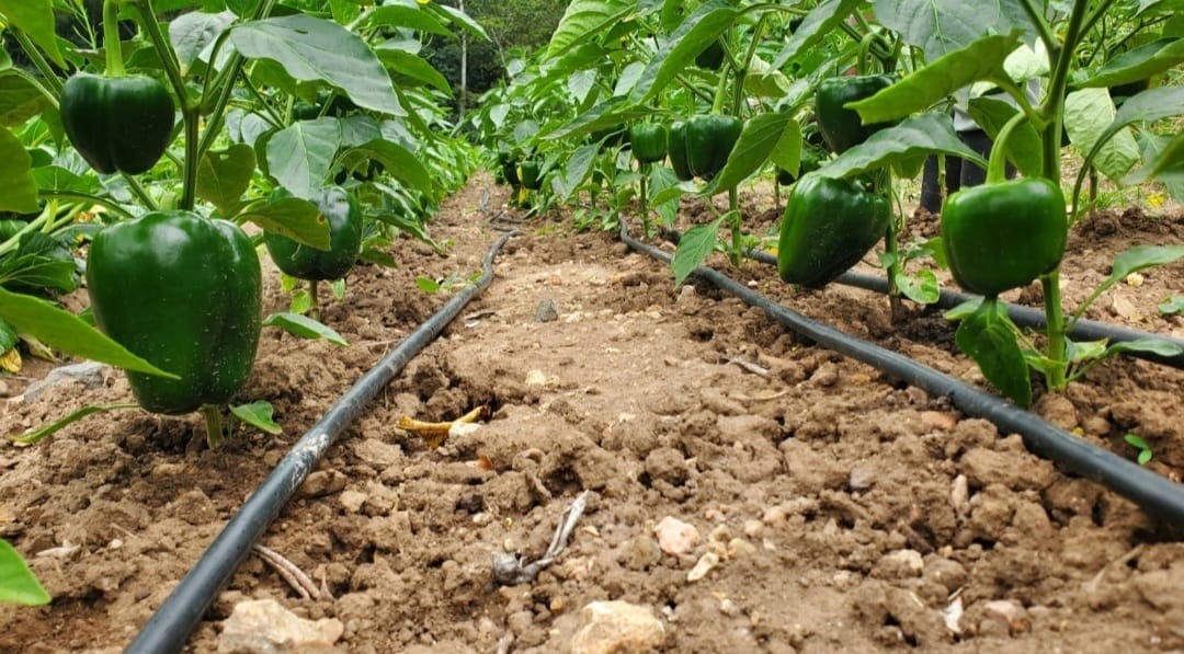 Help Rebuild Enhanced by Nature Farm After Hurricane Melissa campaign photo, 6 of 8