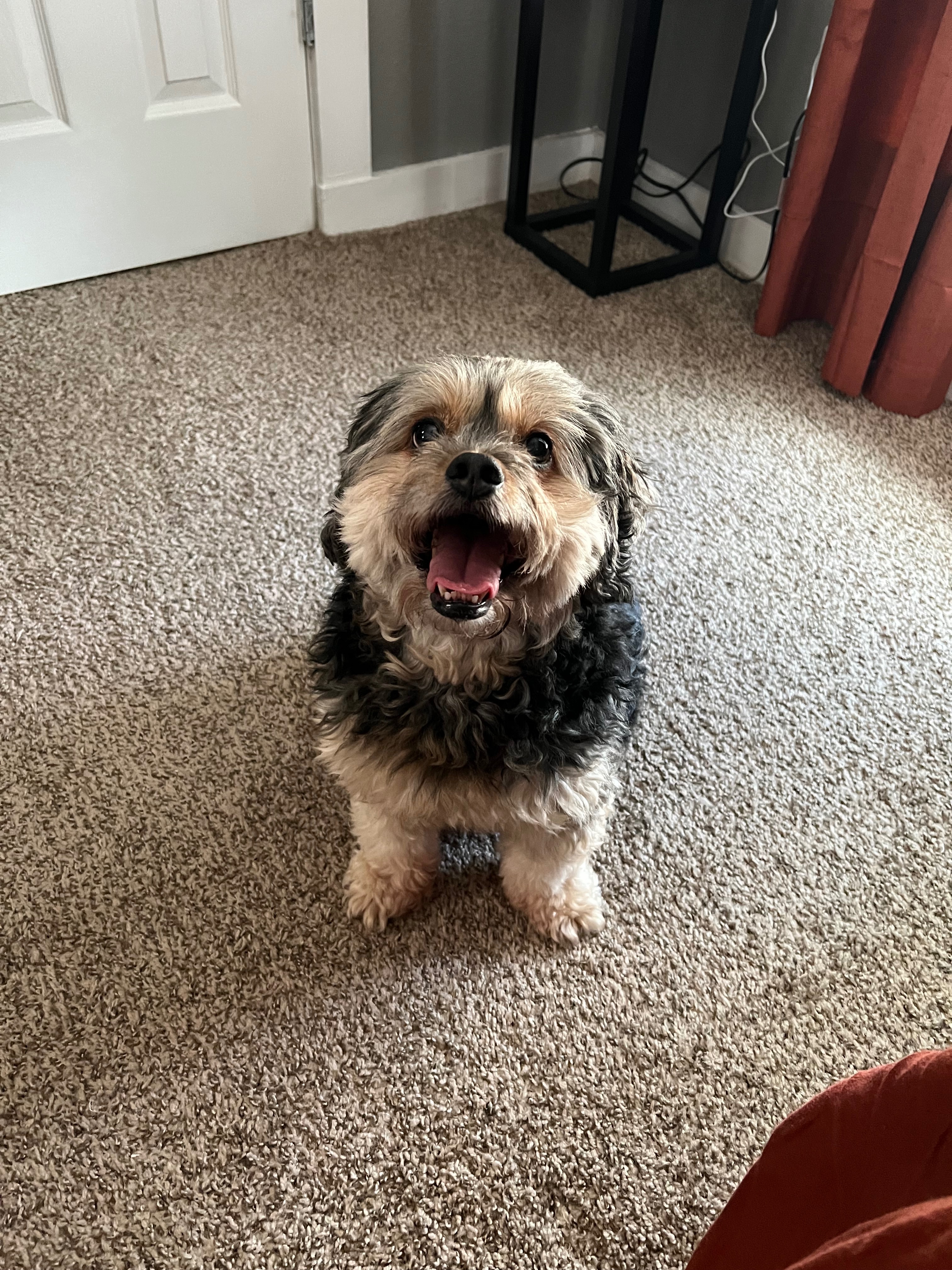 Help Rocky Get Life-Saving Surgery campaign photo, 2 of 8