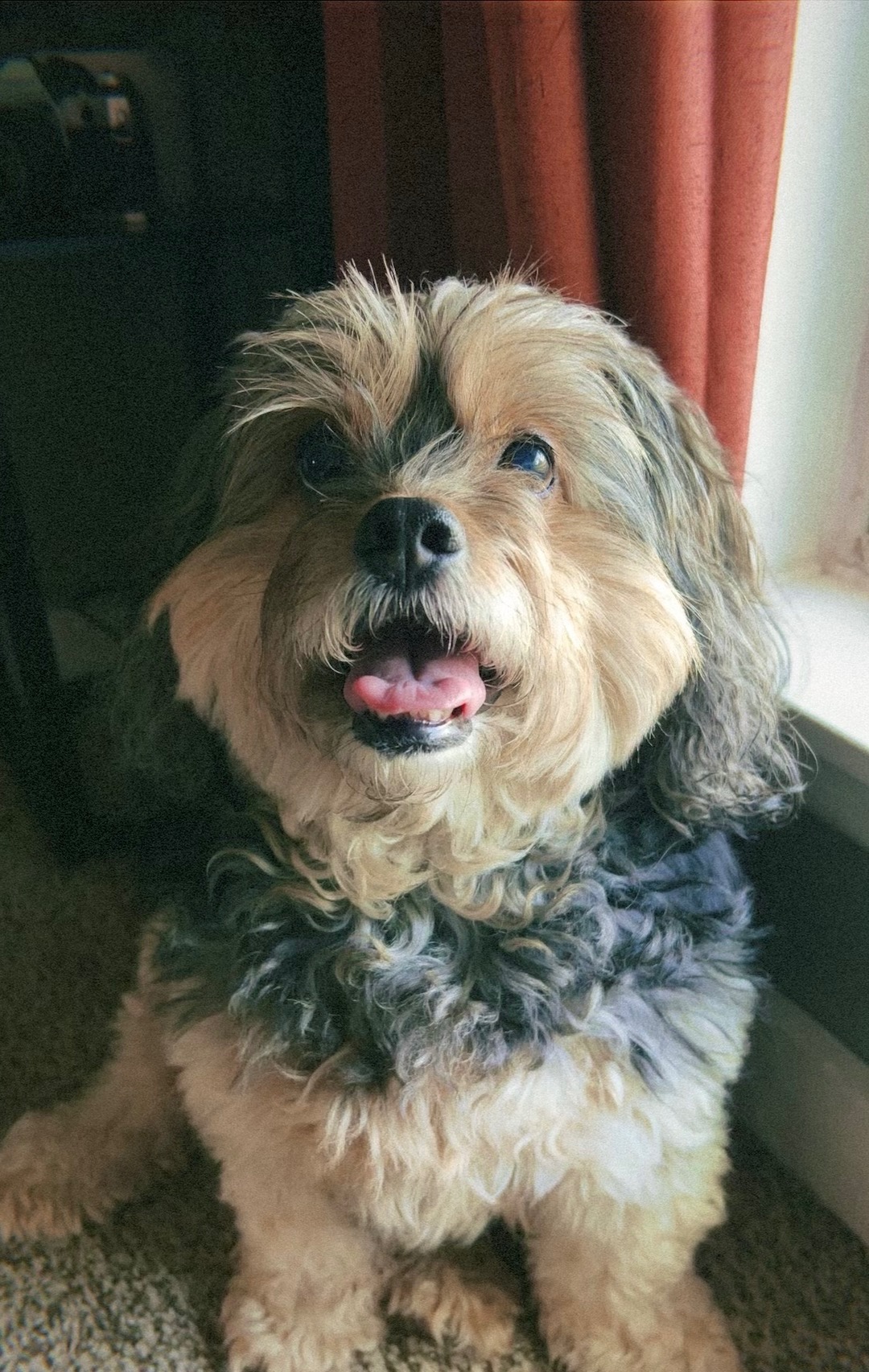Help Rocky Get Life-Saving Surgery campaign photo, 5 of 8