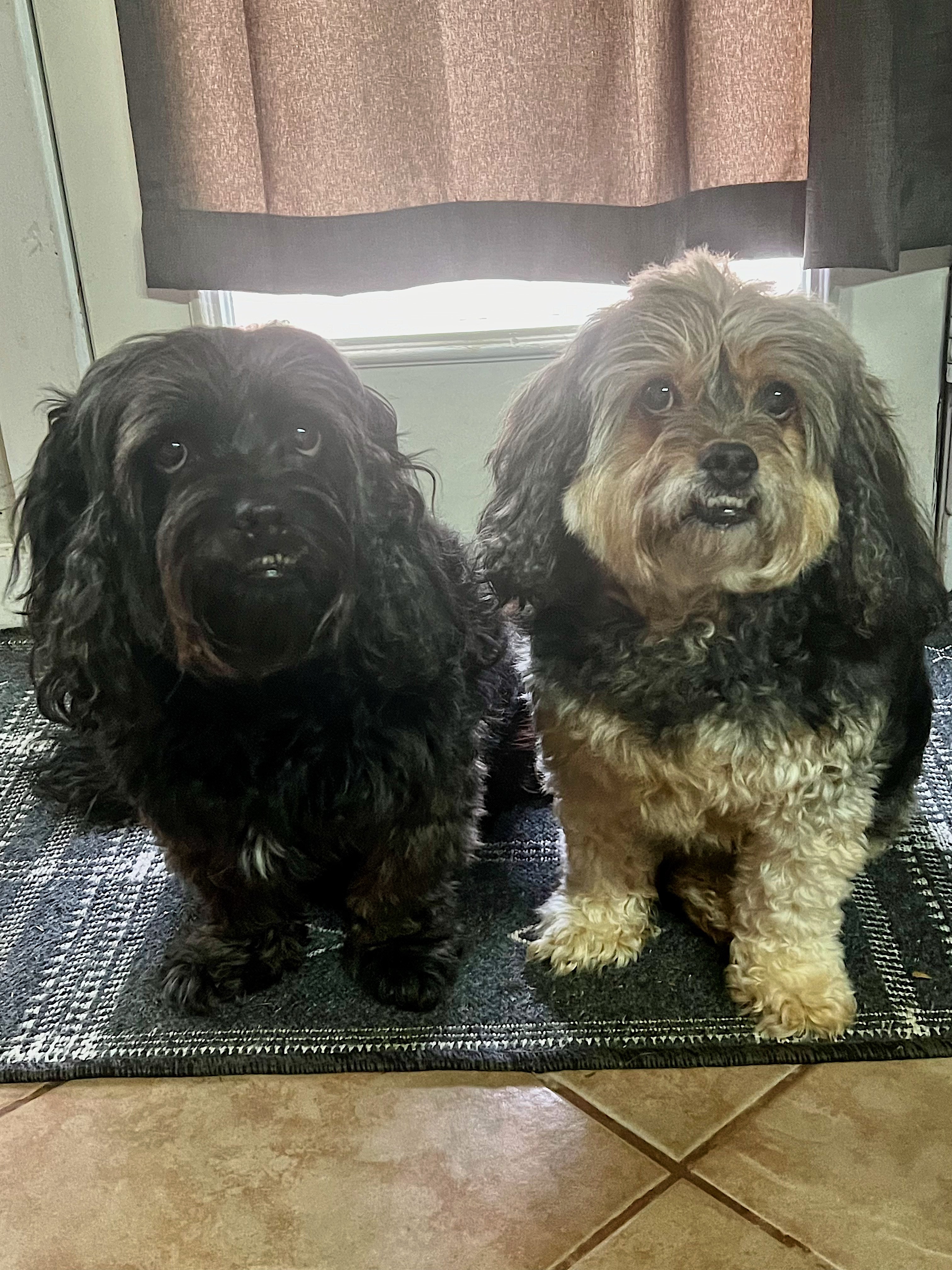 Help Rocky Get Life-Saving Surgery campaign photo, 6 of 8